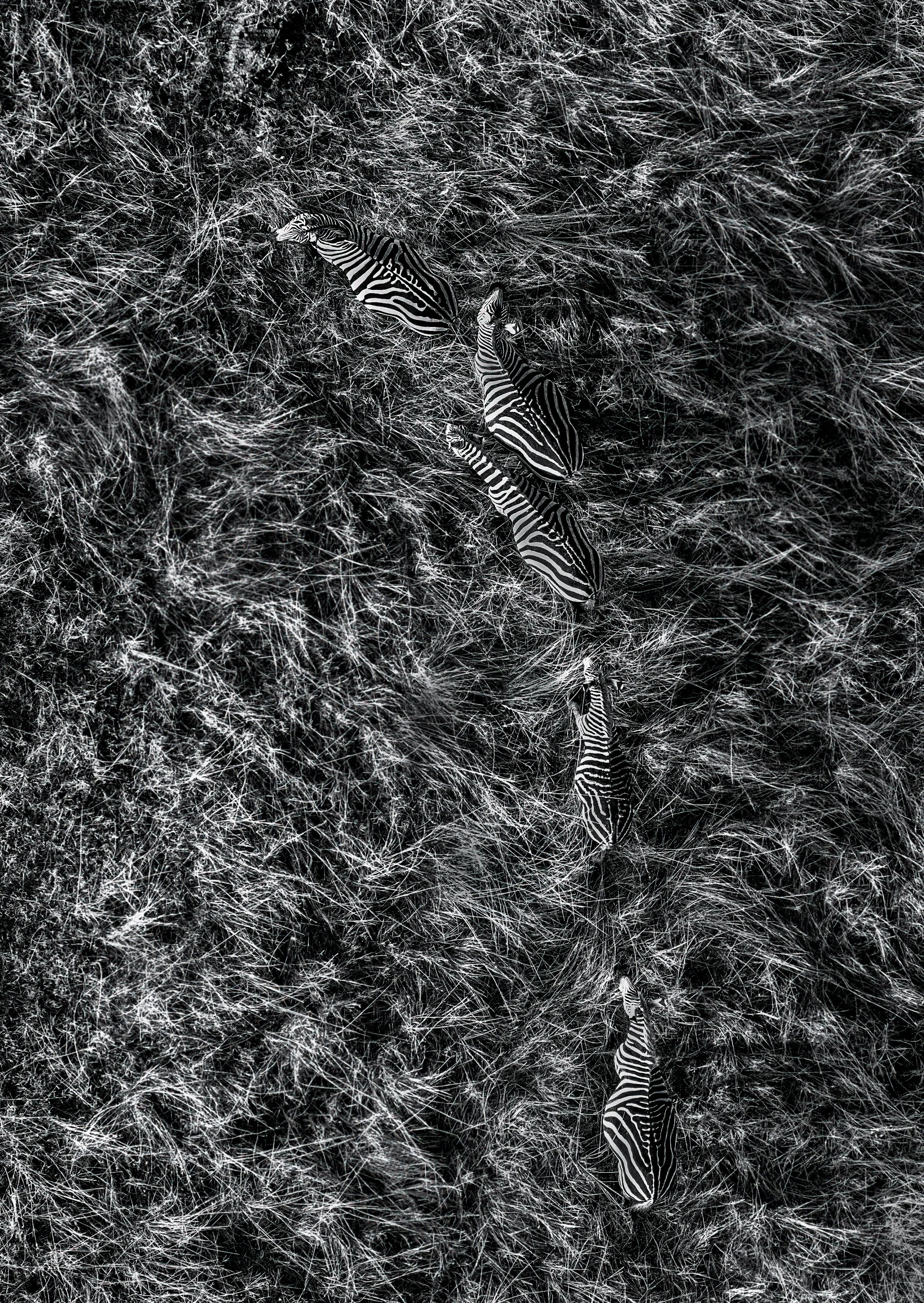 Black and white photo of a zebra walking through a landscape with tall, dry grass and plants.