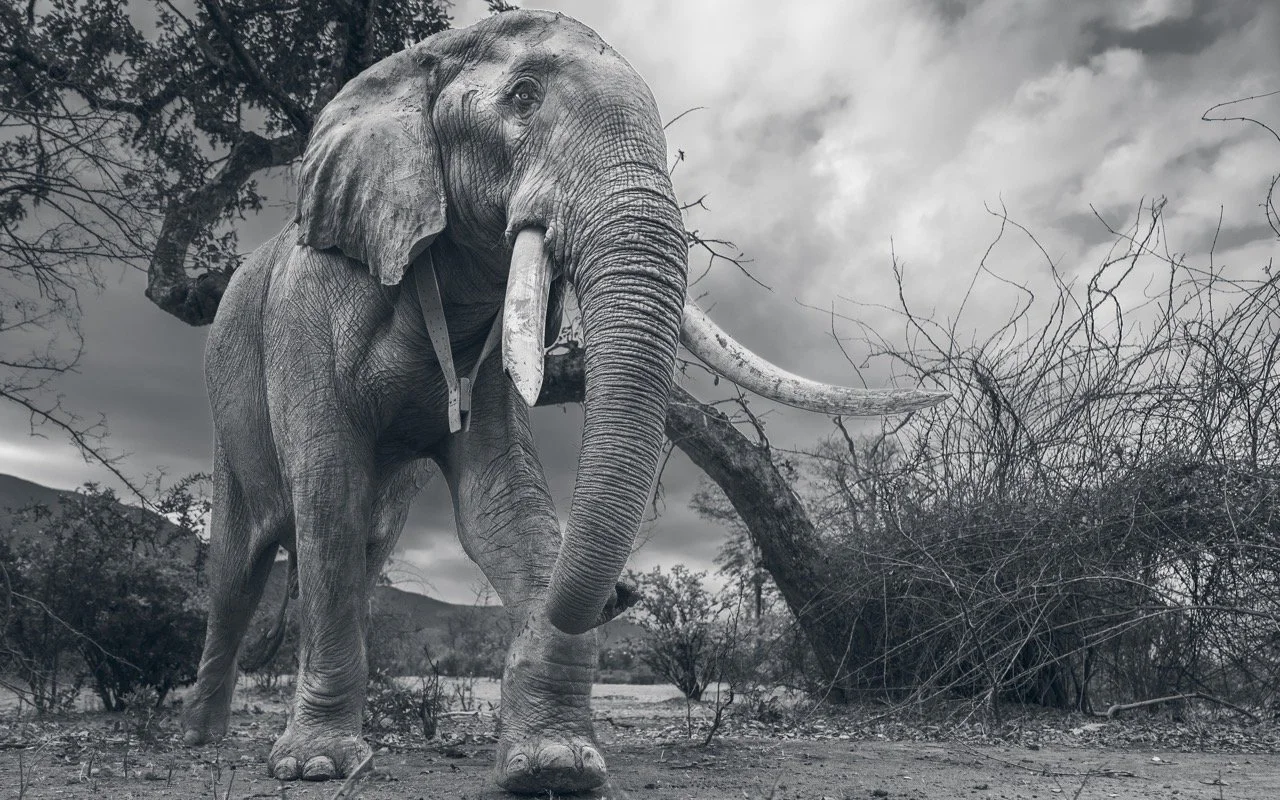 A large elephant standing on dry ground beside a fallen tree, with its trunk slightly raised and tusks visible, in a black and white photograph.