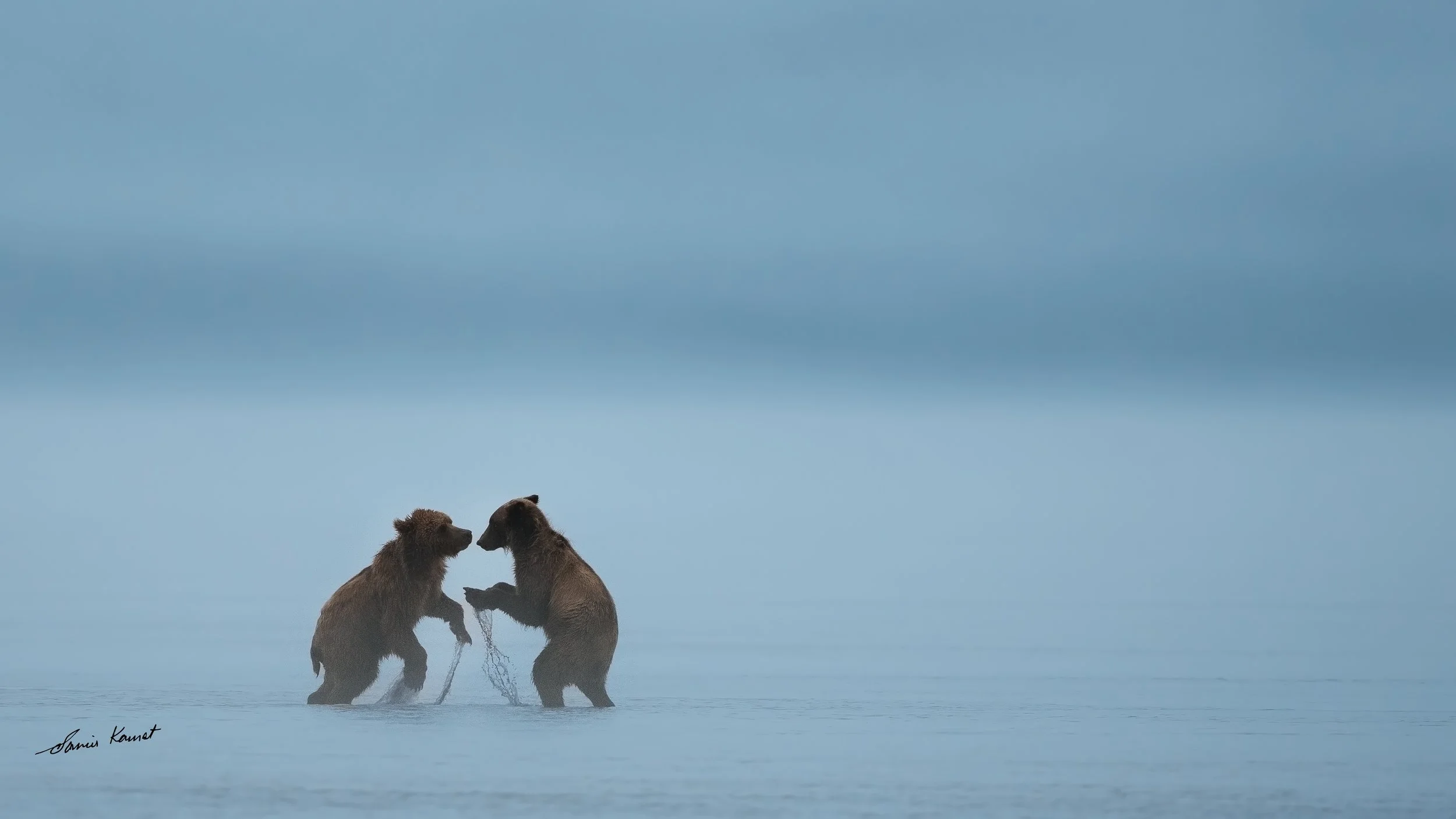 Coastal Bears of Alaska