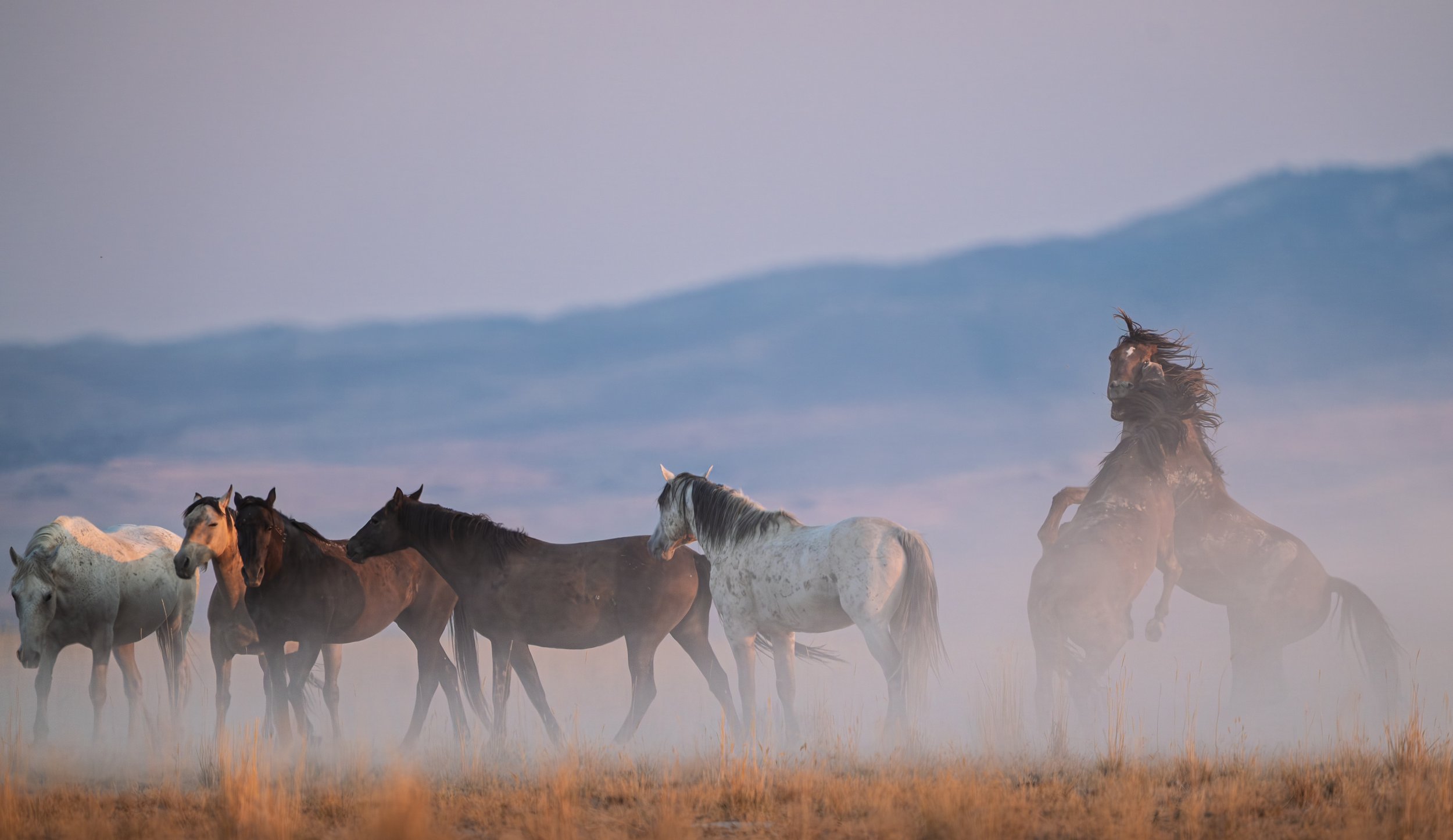 A group of horses running through a field with mountains in the background, some horses rearing up and kicking up dust.