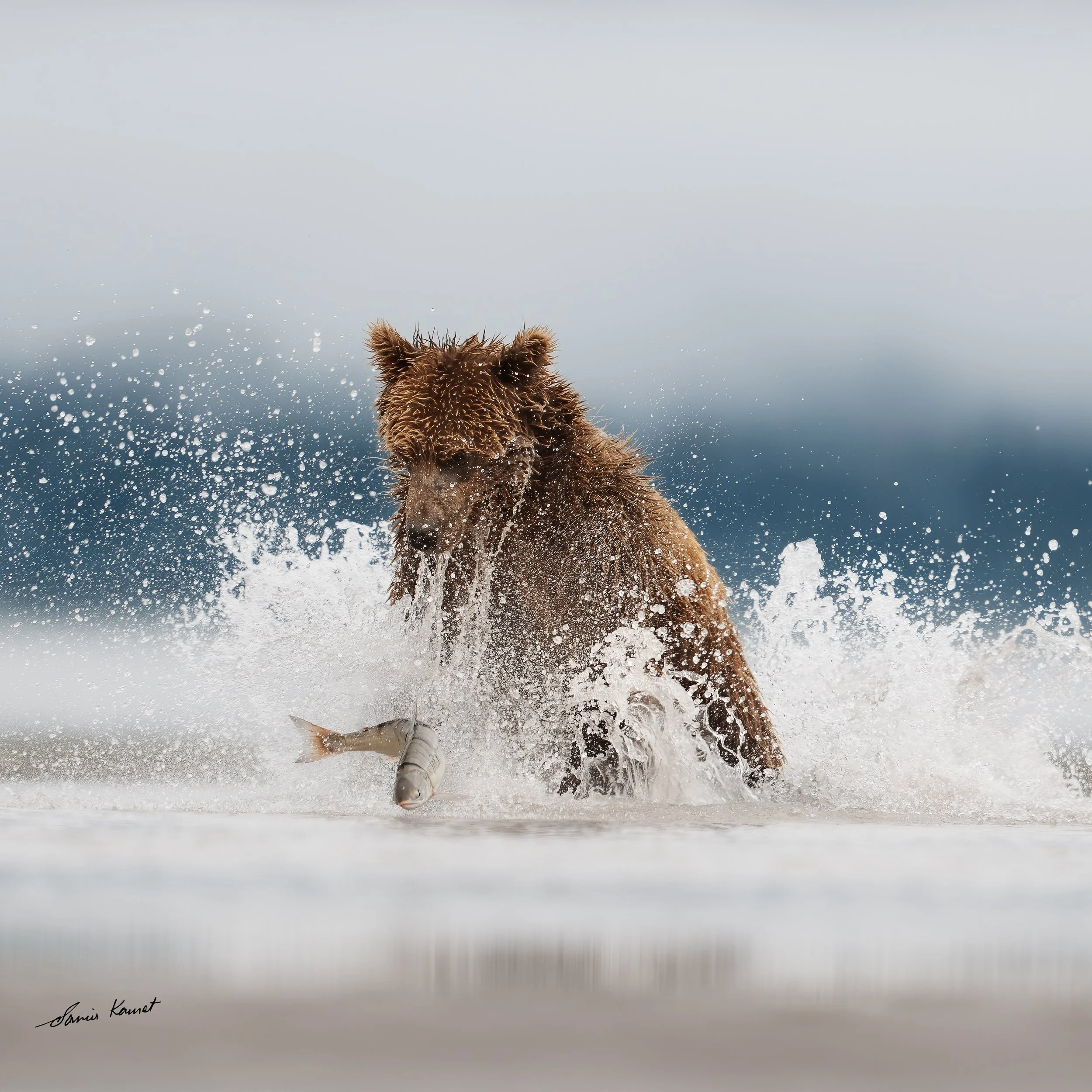 Splash and Grab. 
A brown bear lunges into the coastal waters of Chinitna Bay in Splash and Grab, erupting into a dynamic spray as a salmon flies mid-air during a high-speed fishing pursuit. This split-second moment of coastal drama received recognit