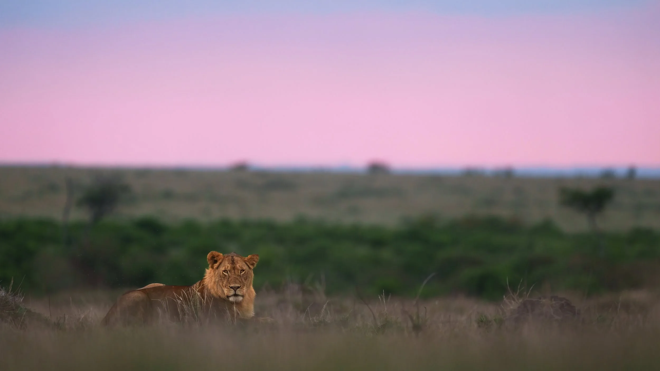 A lion lying on the grass in the savannah with a pink and purple sunset sky in the background.