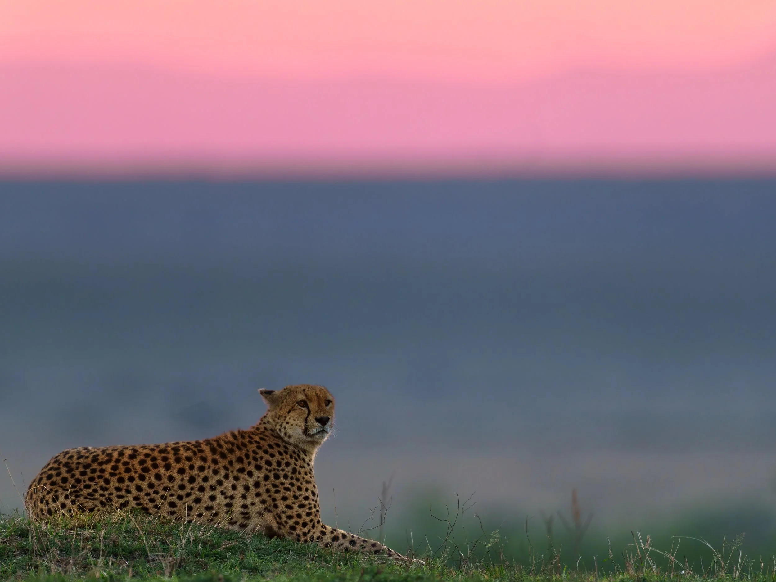 A cheetah lying on grass with a pink and blue sky in the background.