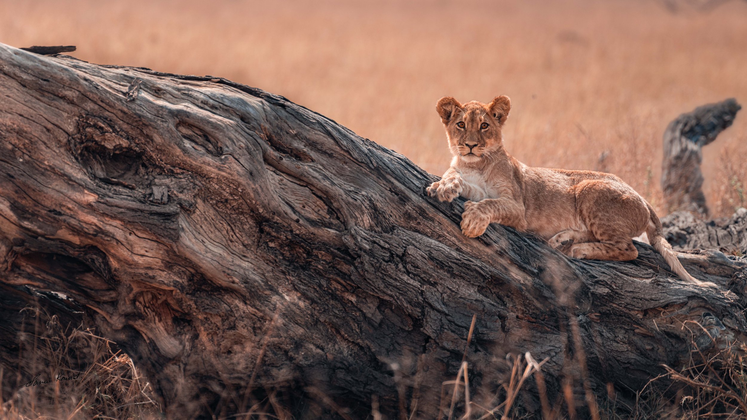 Young lion cub lying on a large fallen tree trunk in a dry, grassy landscape.