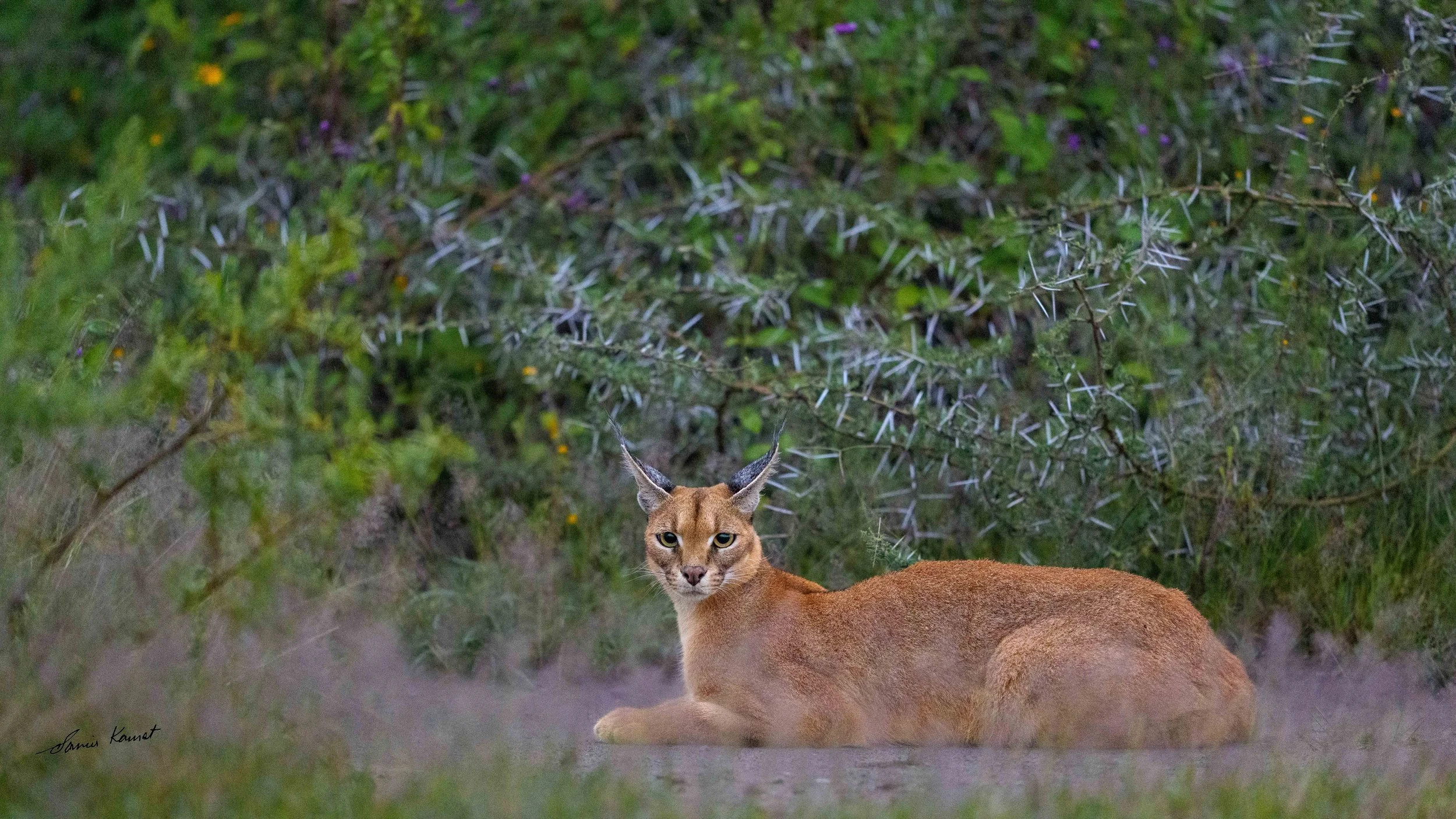 A Caracal Hunt
An elusive caracal rests attentively along the brush in A Caracal Hunt, its distinctive tufted ears and alert gaze perfectly framed against dense foliage. This serene wildlife portrait was recognized as 2025 Share the View Internationa