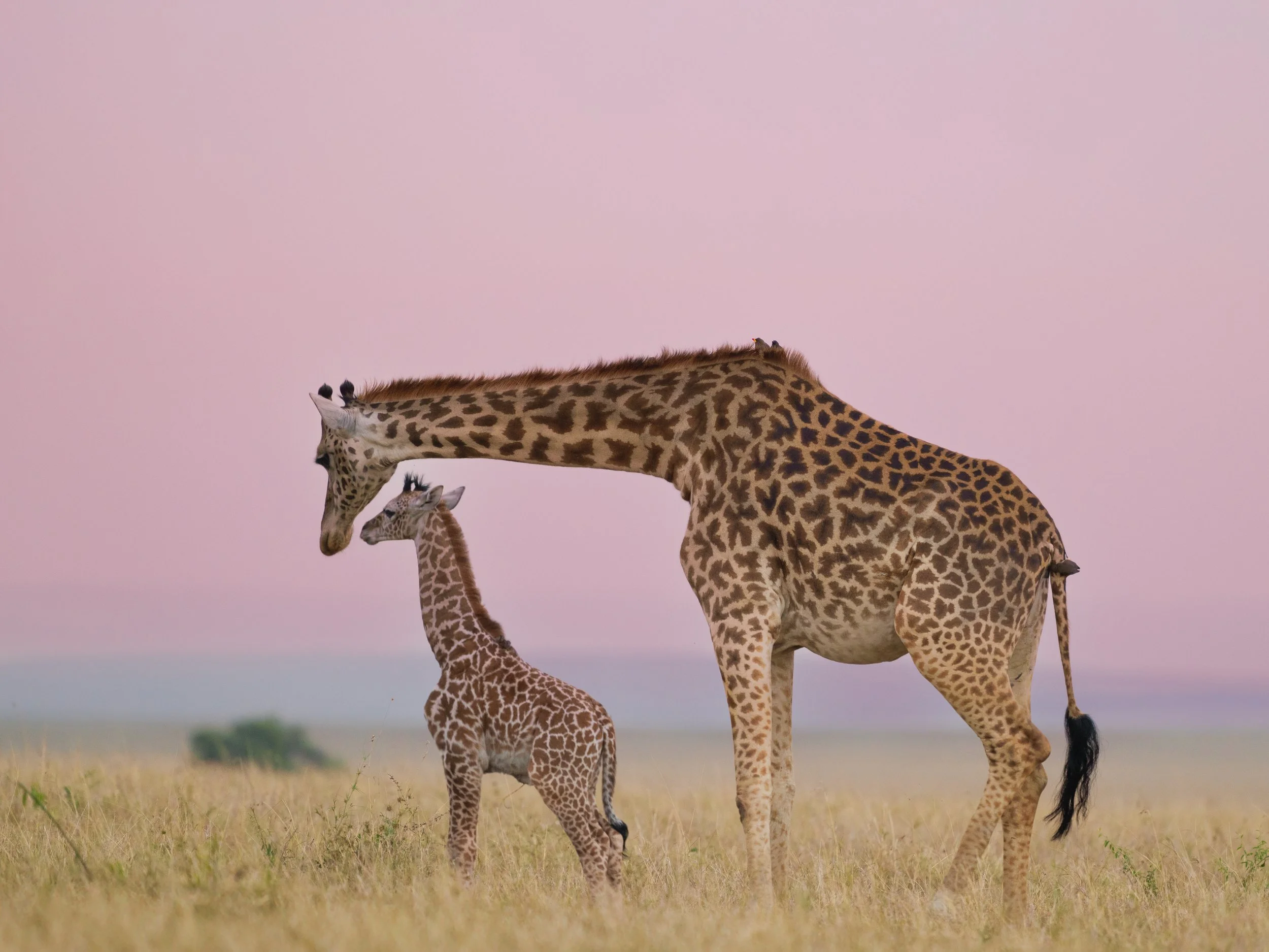 A herd of giraffes walking in a grassy plain during sunset with a pink sky.