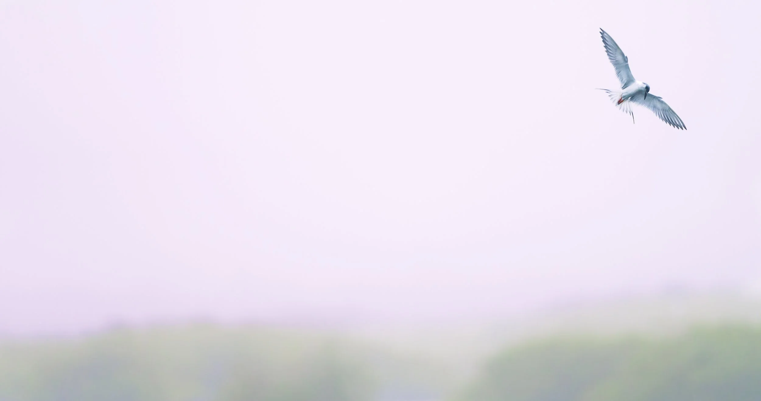 A seagull flying in a cloudy sky.