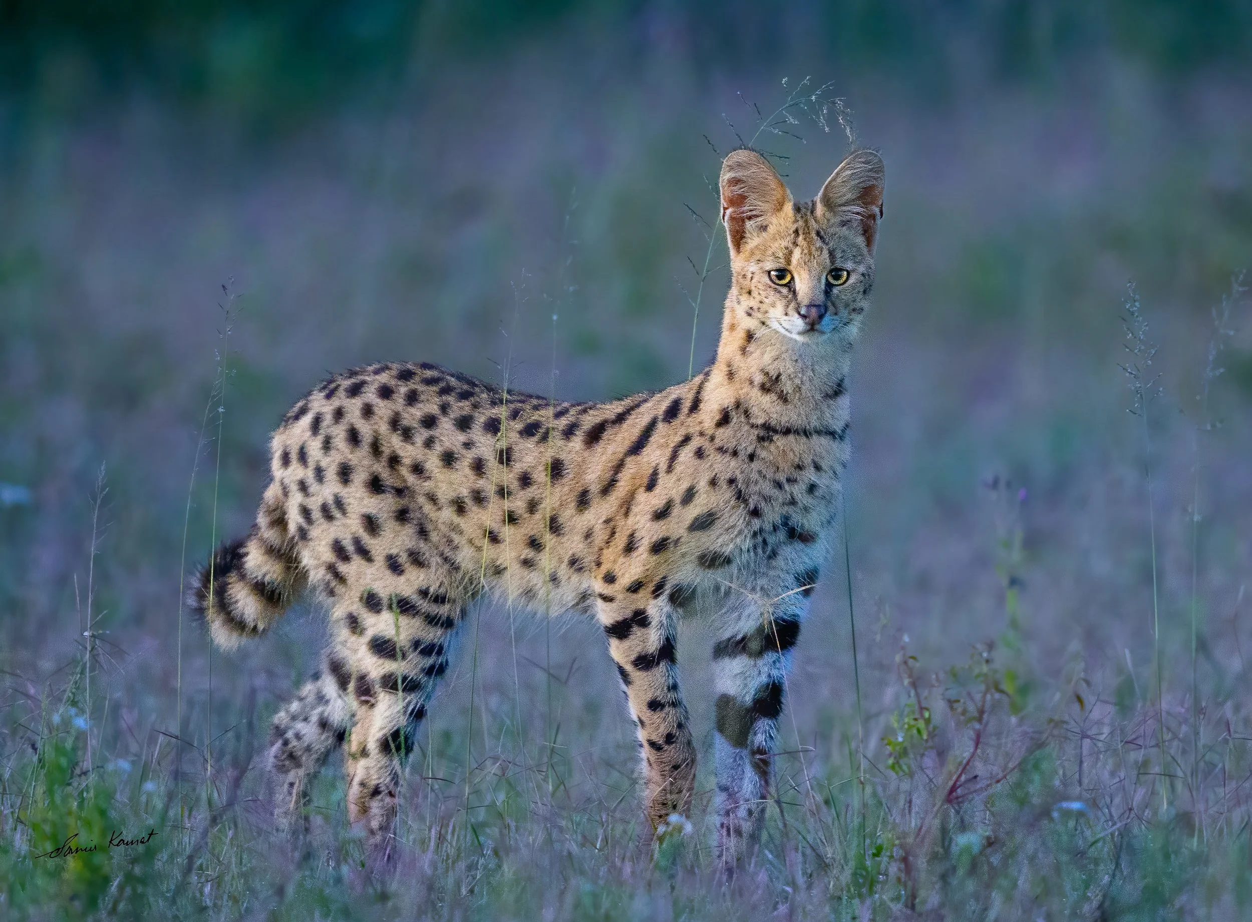 Serval at Dawn
A poised serval stands amid the grass against a soft, cool backdrop in Serval at Dawn, its sharp gaze and distinct spotted coat captured in full view. This wildlife portrait earned recognition as a Top 250 Selection in the 2026 NANPA S