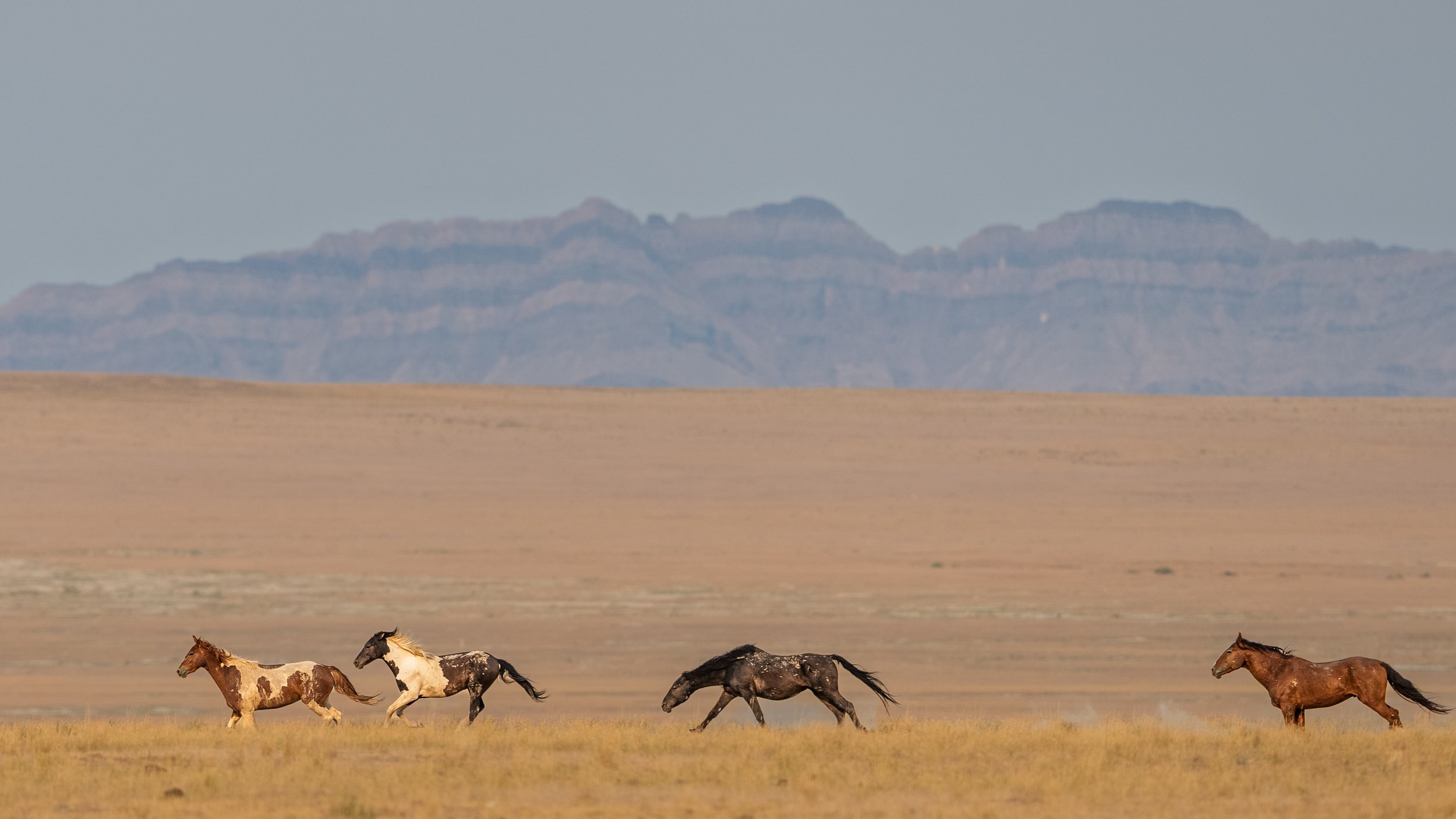 Horses running across a grassy plain with mountain ranges in the distance under a clear sky.