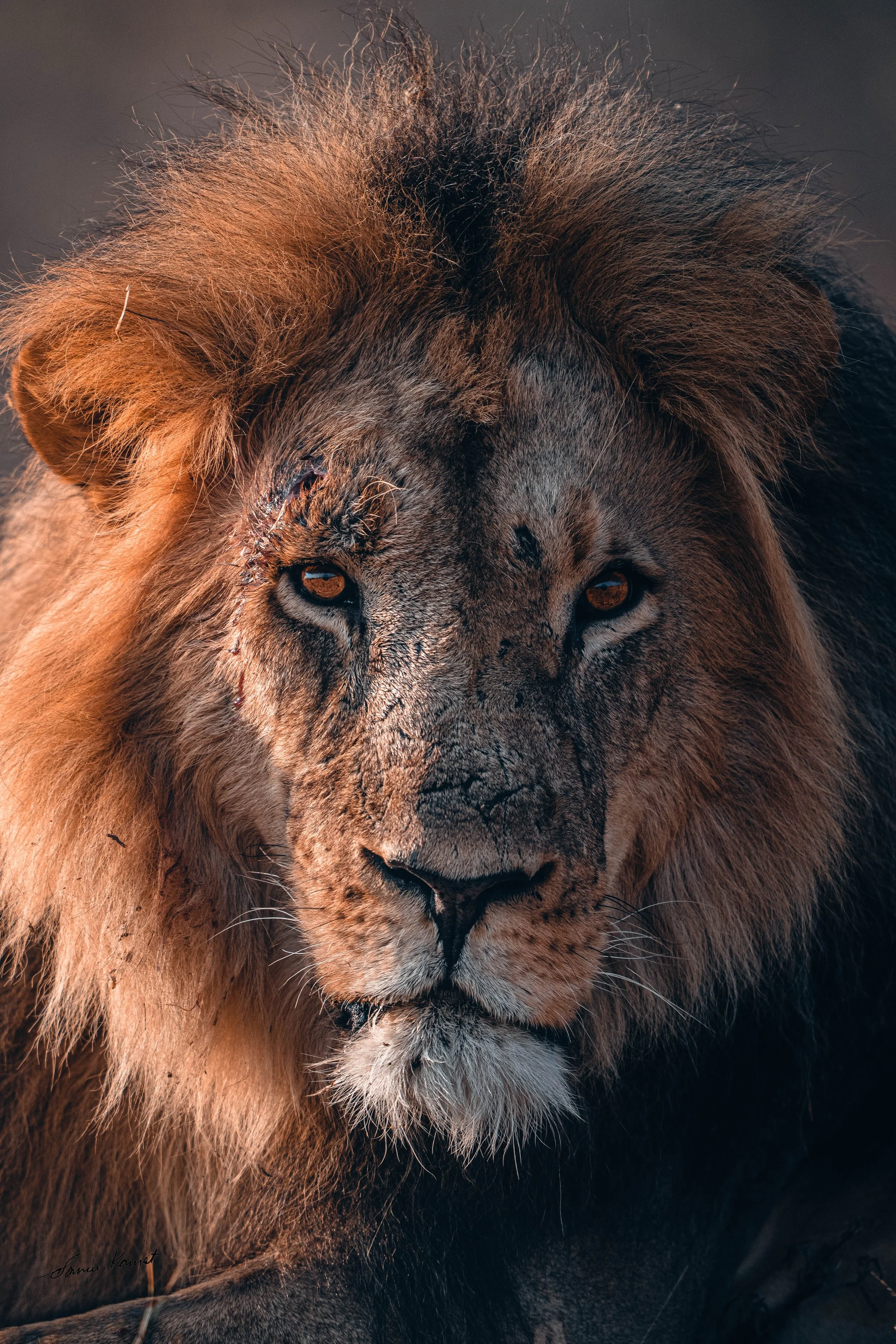 Close-up of a lion's face, showing intense eyes and thick mane.
