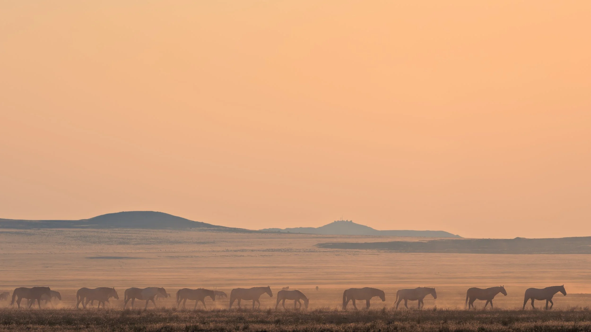 A herd of horses walking across a flat landscape at sunset, with distant hills and a pink-orange sky.
