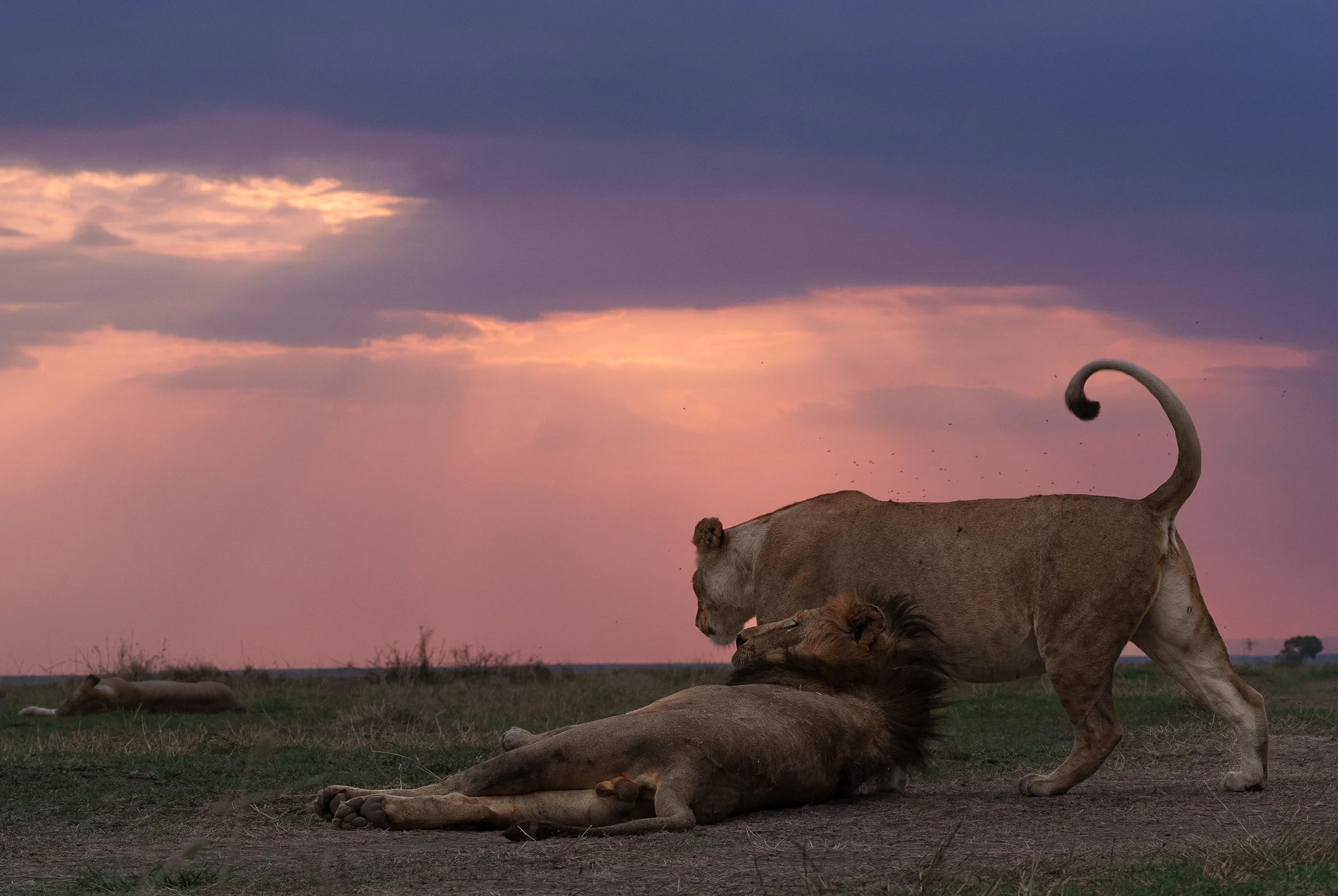 A lioness and lion resting on the grassland at sunset, with a cloudy sky in the background.