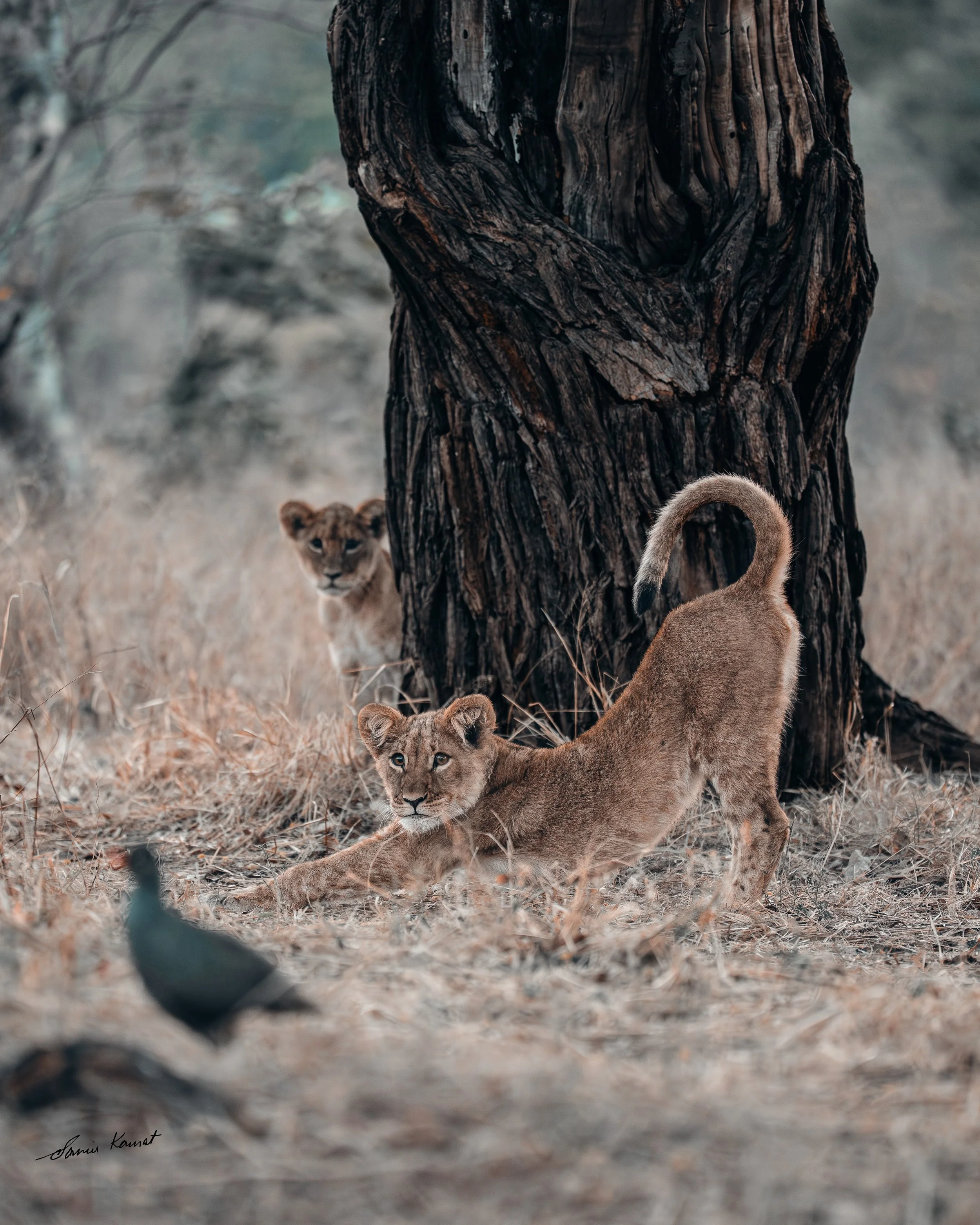 Two lion cubs in a dry, bushy landscape with a large tree in the background.