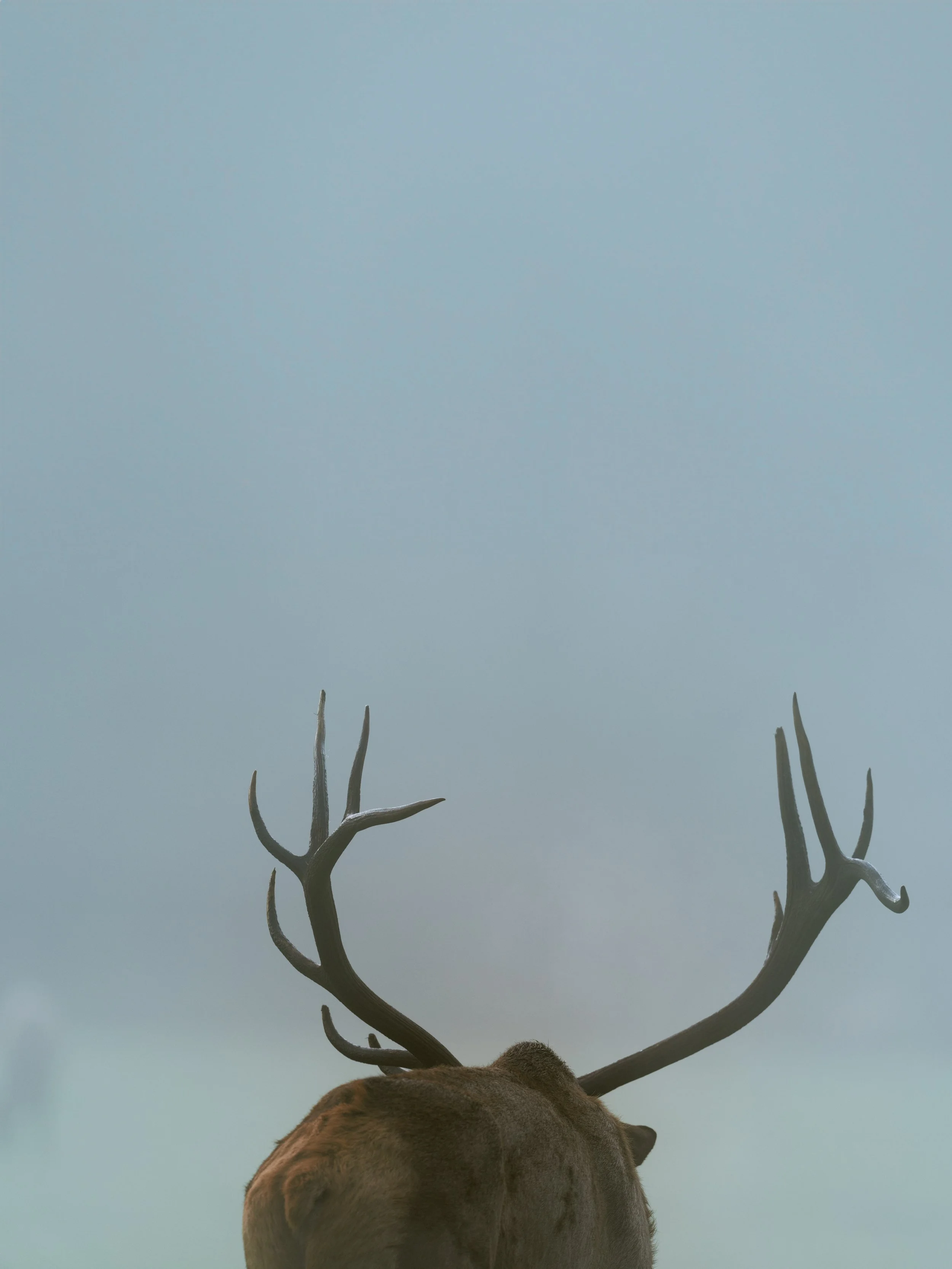 The back of a deer with large antlers against a cloudy sky, viewed from below.