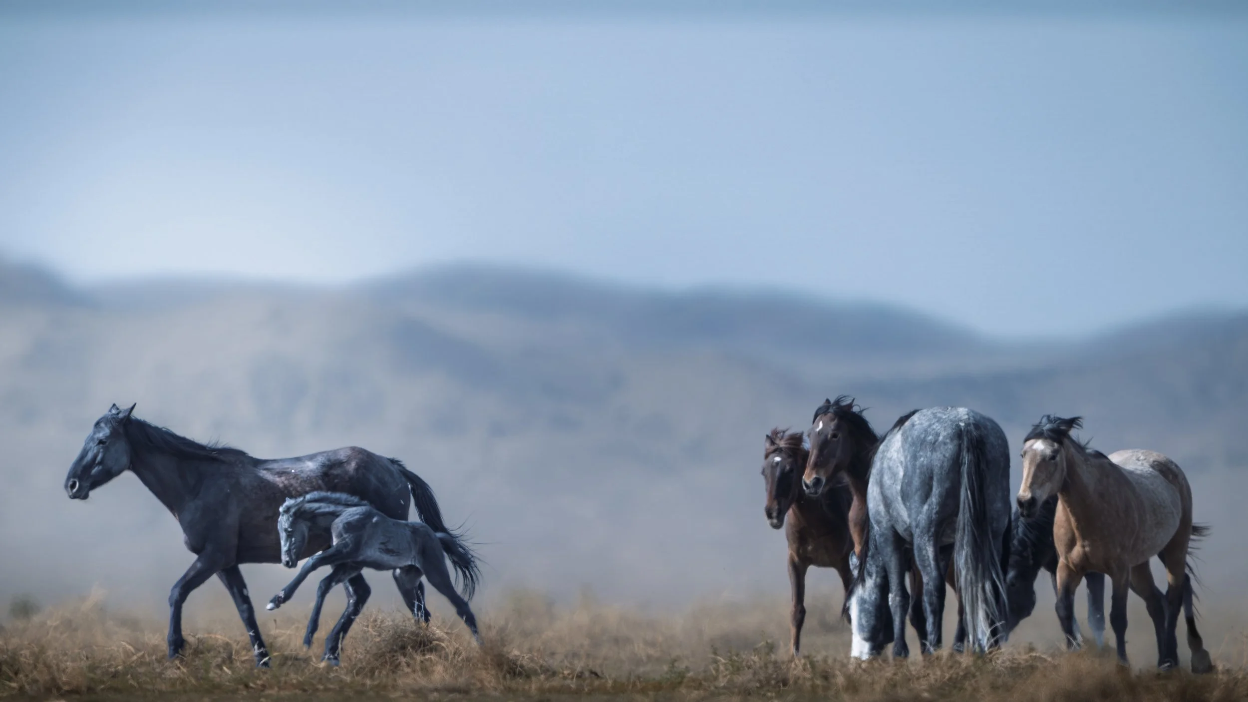 A herd of wild horses running across a grassy plain with mountains in the background.
