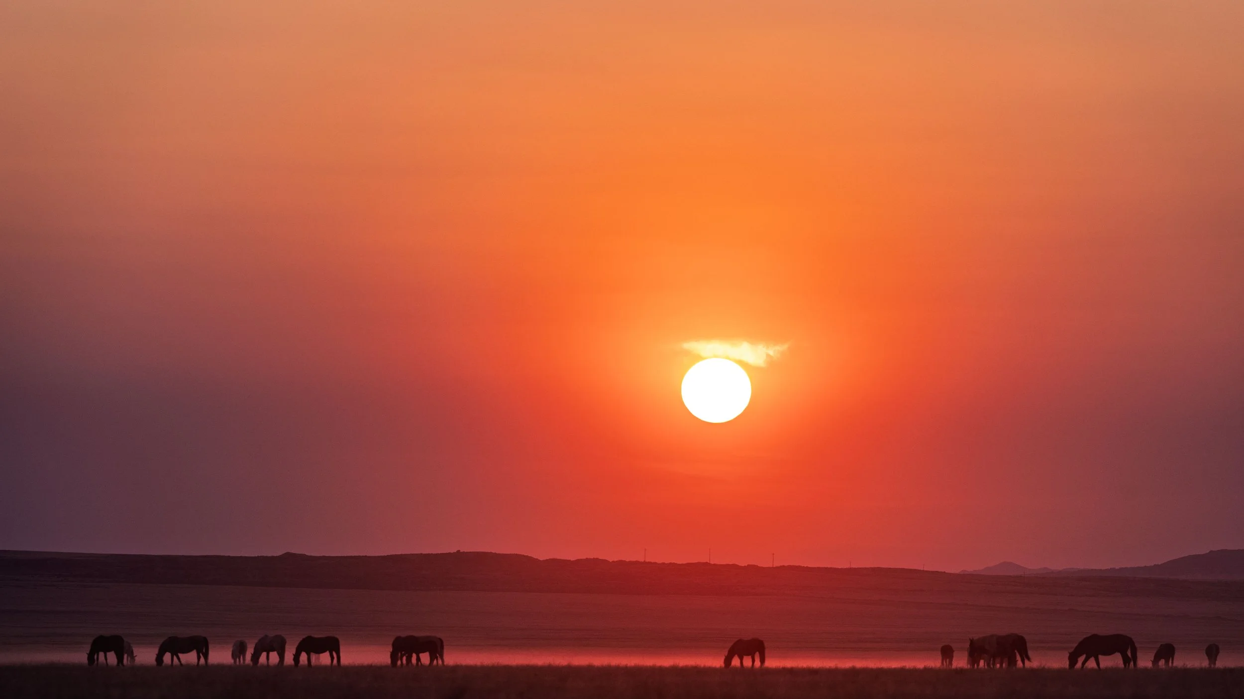 Horses grazing on a field at sunset with a large orange sun in the sky and distant hills.