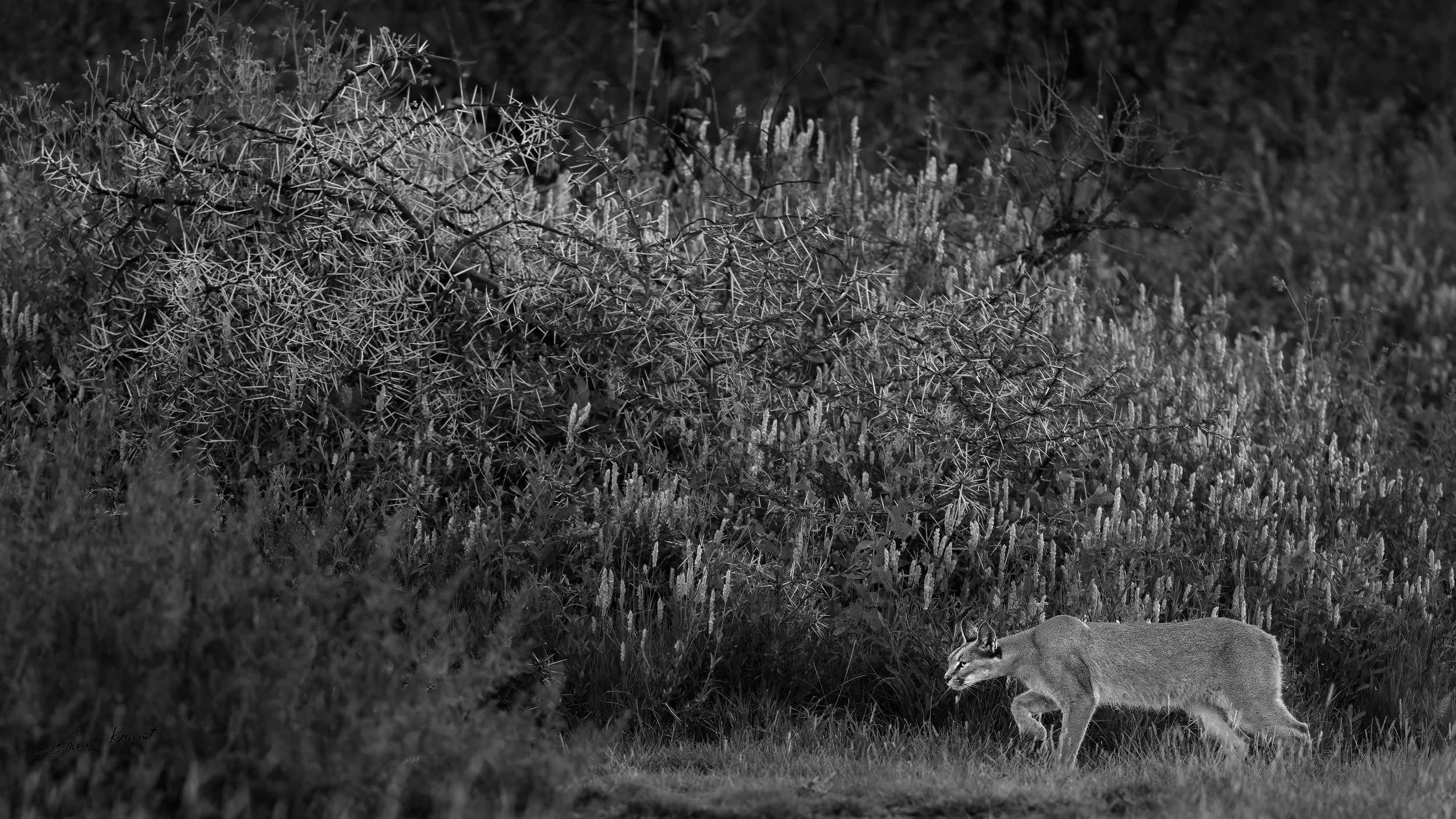Prowling in the Shadows
A caracal prowls past dense, thorned acacia brush in Prowling in the Shadows, rendered in dramatic black-and-white tones that emphasize texture and stealth. This moody wildlife capture earned distinction as a Nominee in the 20