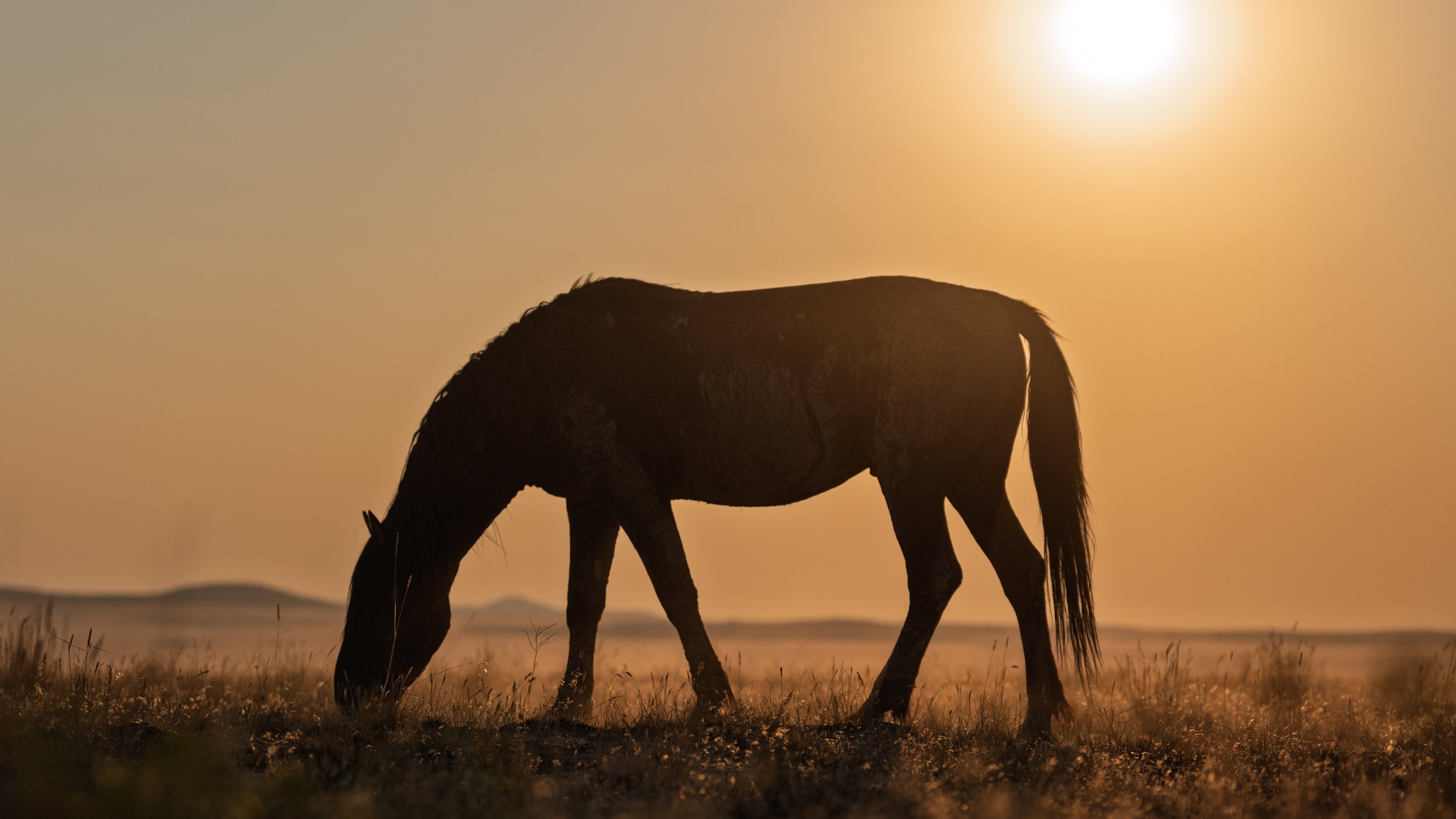 Silhouette of a horse grazing at sunset with a bright sun in the sky.