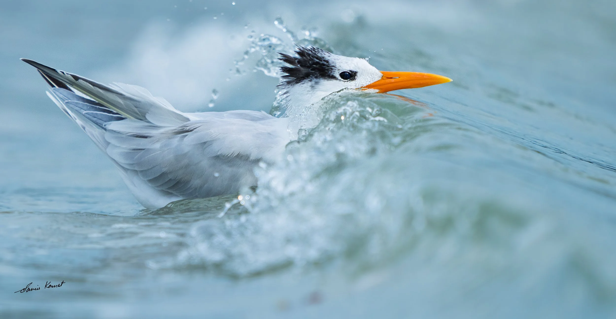 Riding the Wave
A Royal Tern pushes through the crashing coastal surf in Riding the Wave, framed by translucent water and flying sea spray. This dynamic action shot was recognized in both the 2026 NANPA Showcase (Top 100) and the 2025 Share the View 