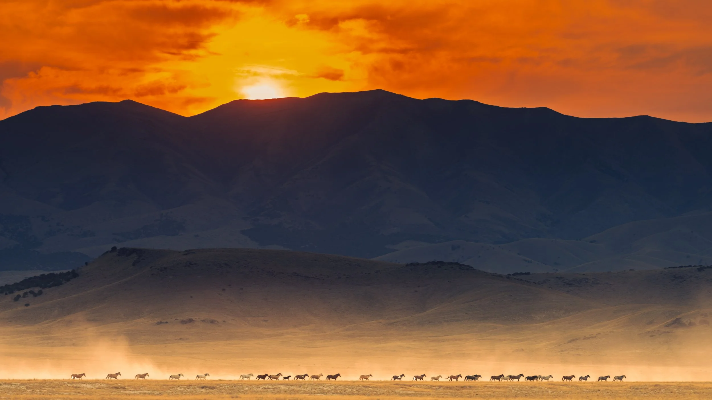 A herd of horses running across a flat plain with a mountain range and orange sunset sky in the background.