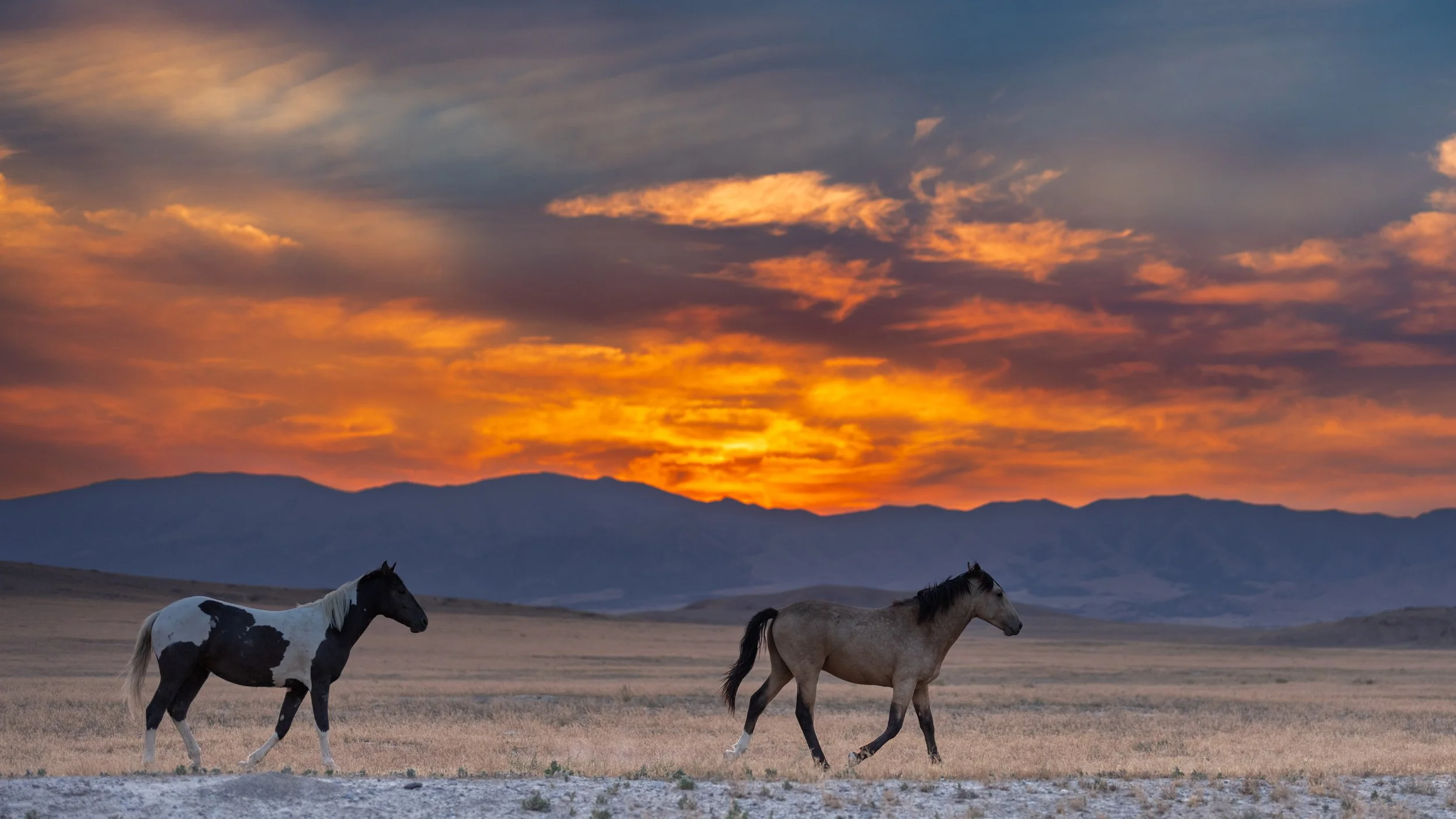 Horses walking in a dry, open landscape at sunset with mountains in the background and a colorful cloudy sky.