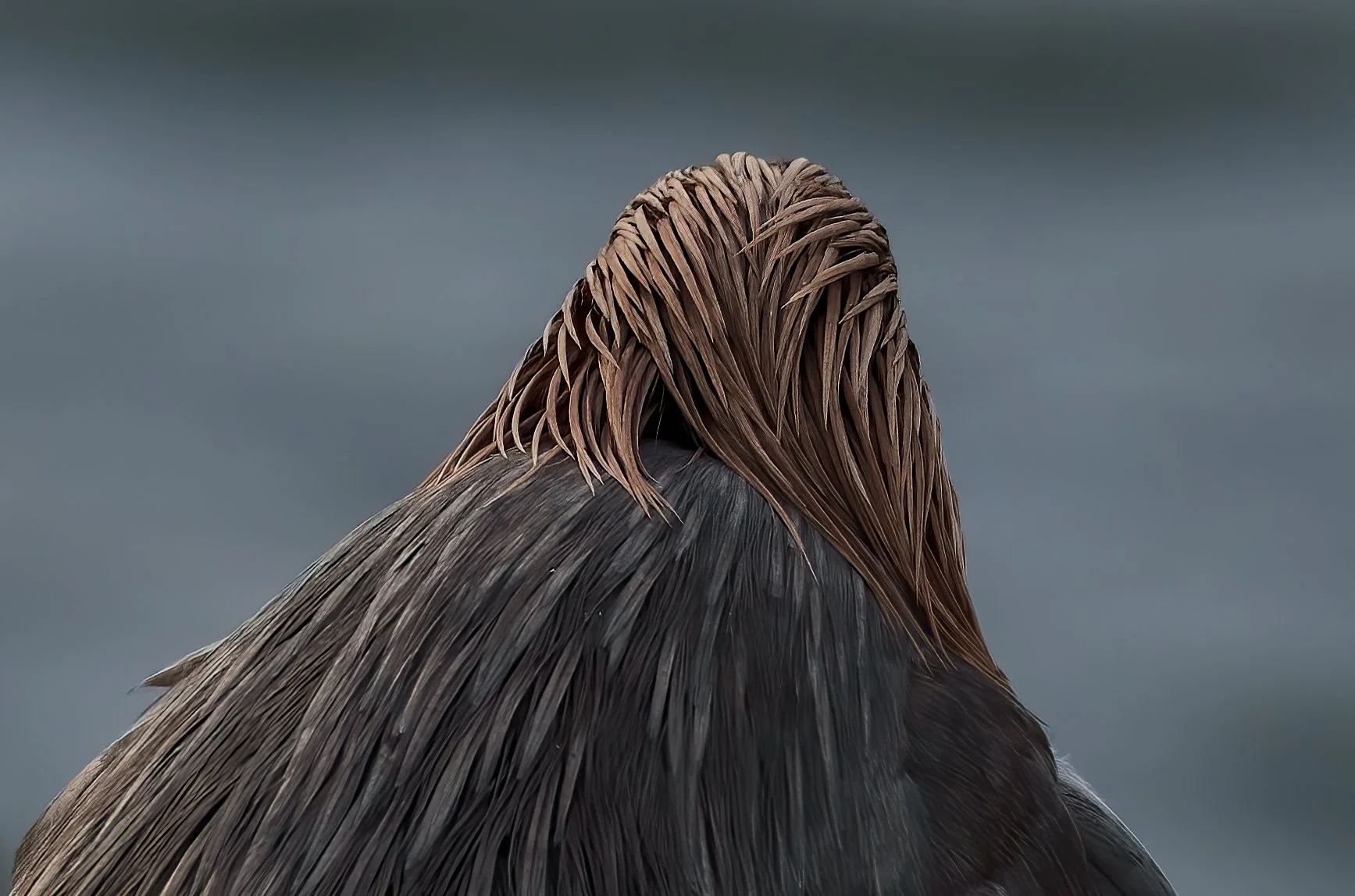 Close-up of a bird with dark and brown feathers and long, brown plumes on its head, set against a blurred gray background.