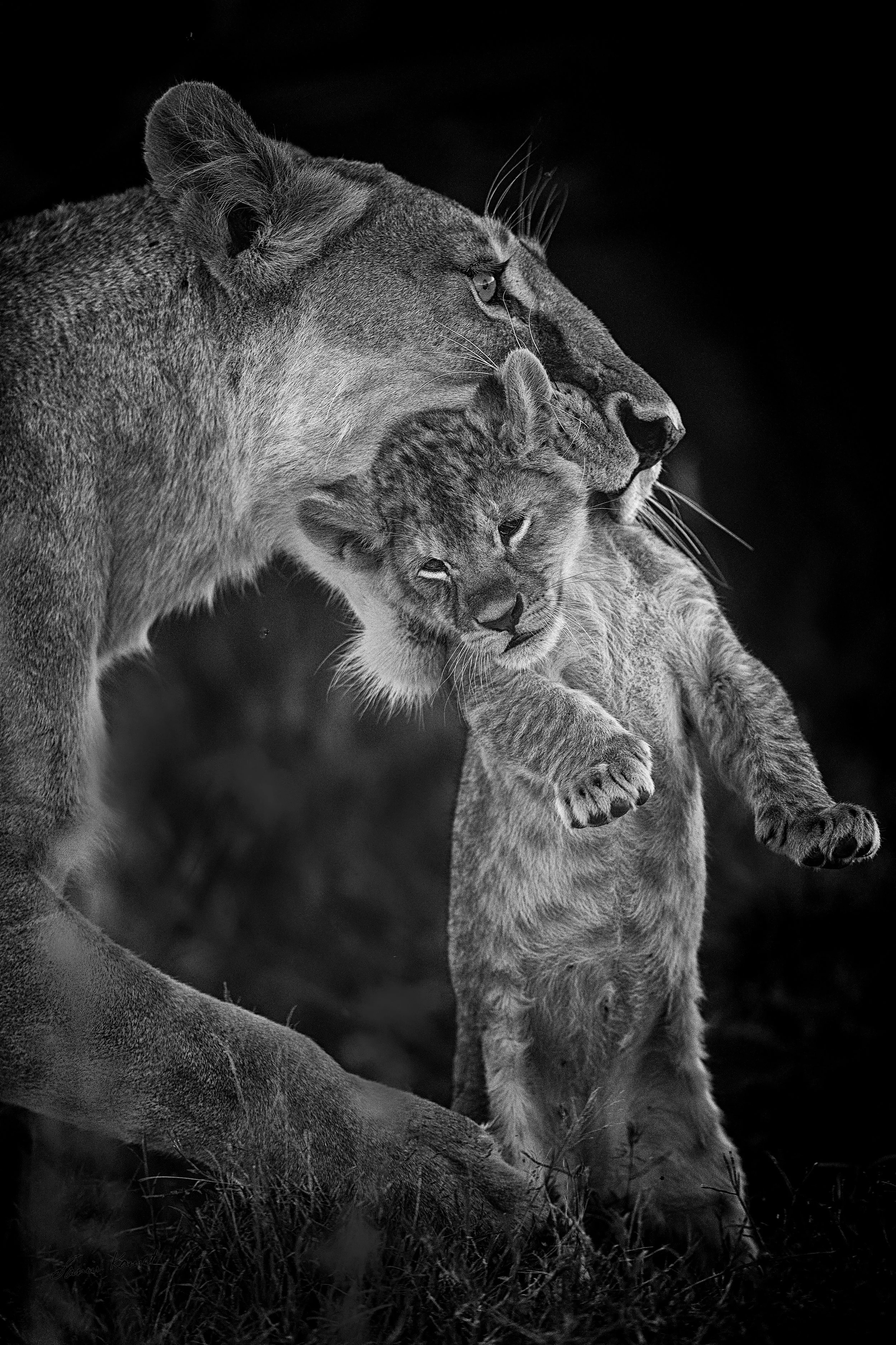 A Safe Passage
A lioness carefully carries her young cub by the scruff of its neck in A Safe Passage, captured in a dramatic black-and-white portrait that highlights the raw tenderness and protective nature of wild apex predators. This intimate behav