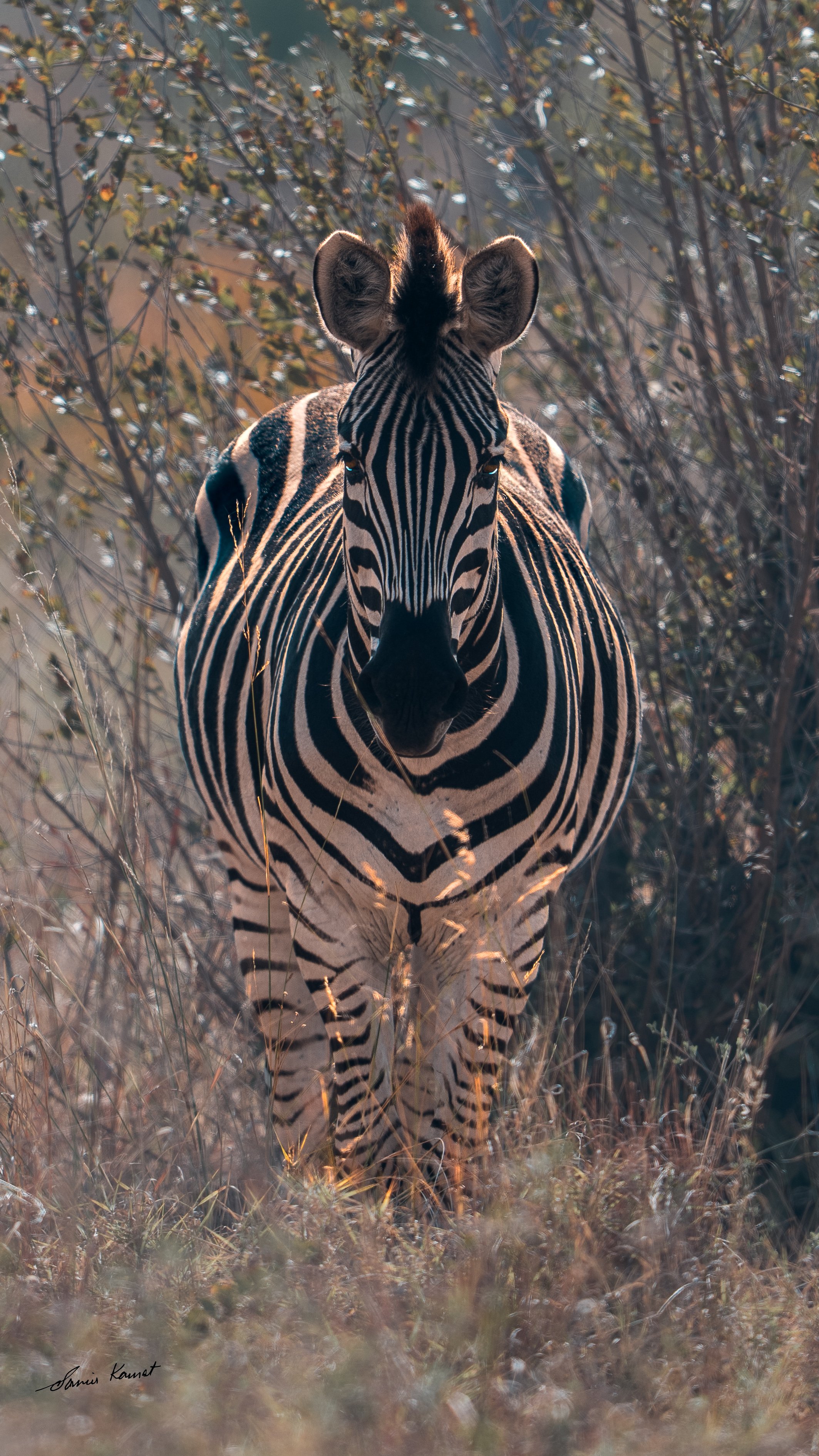 A zebra standing in a grassy and bushy area, facing directly towards the camera, with its black and white striped pattern visible.