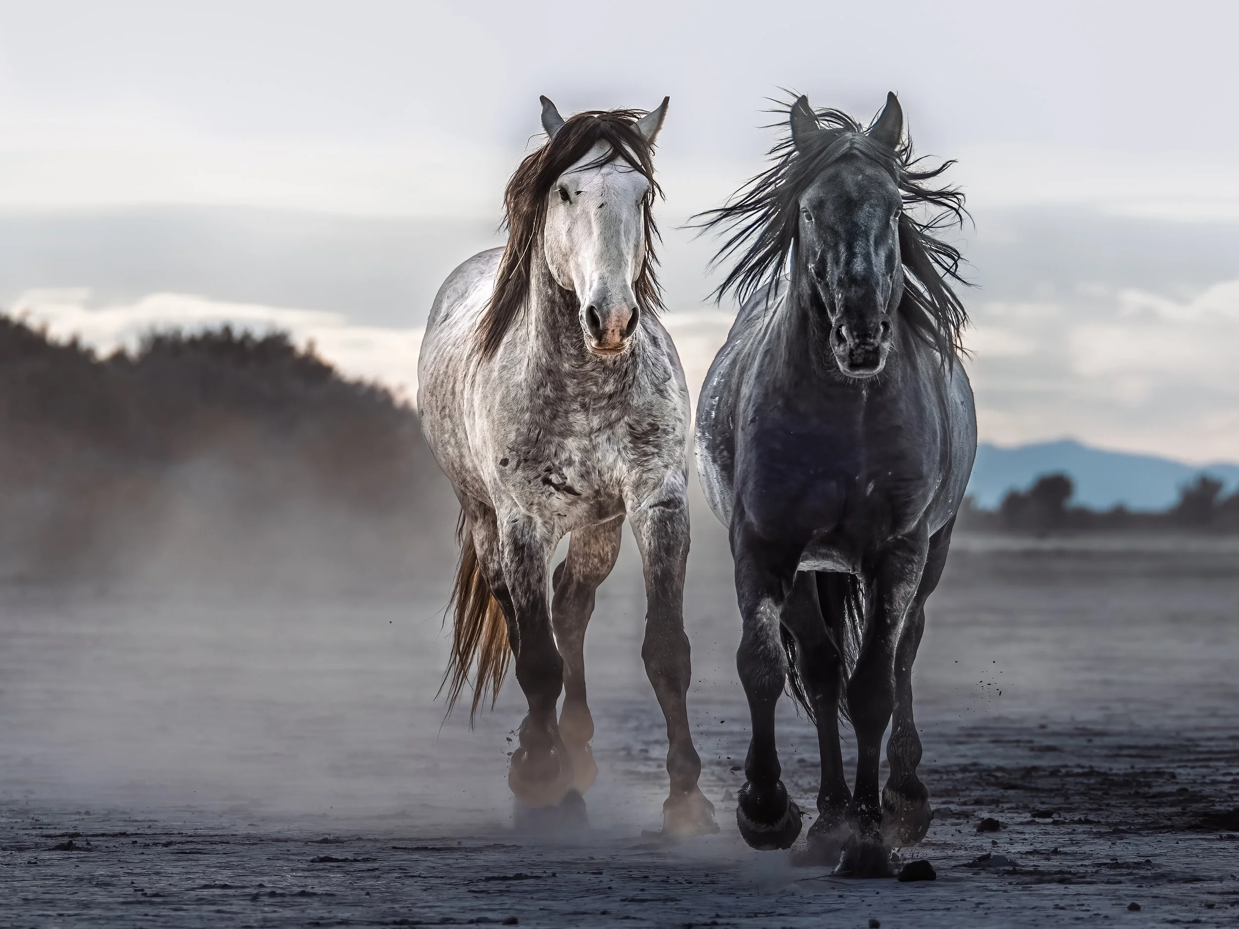 Two horses galloping through a dusty landscape with a cloudy sky in the background.