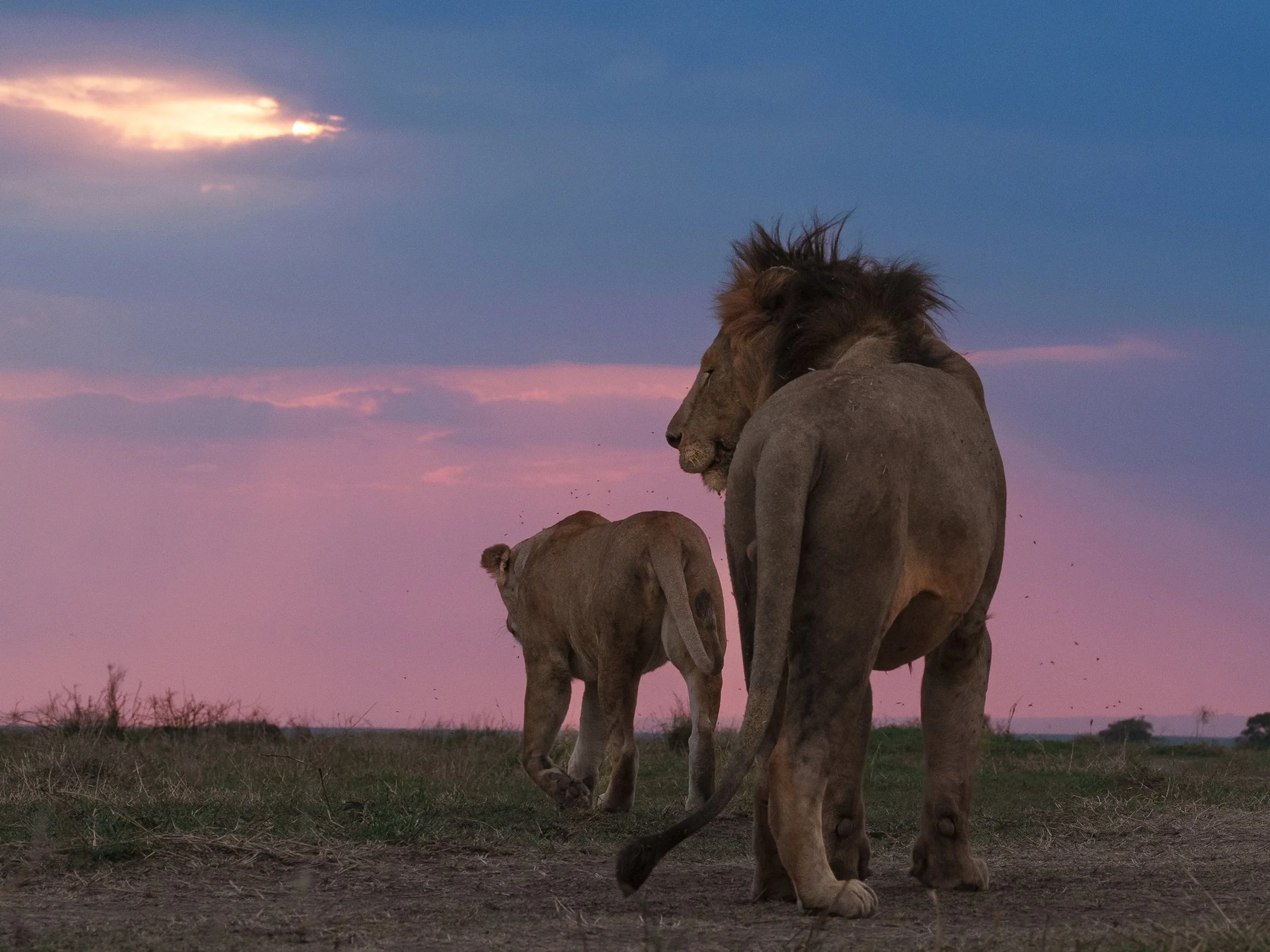 A lion and lioness resting together at sunset or sunrise in the wild, with a purple sky and sparse vegetation in the background.