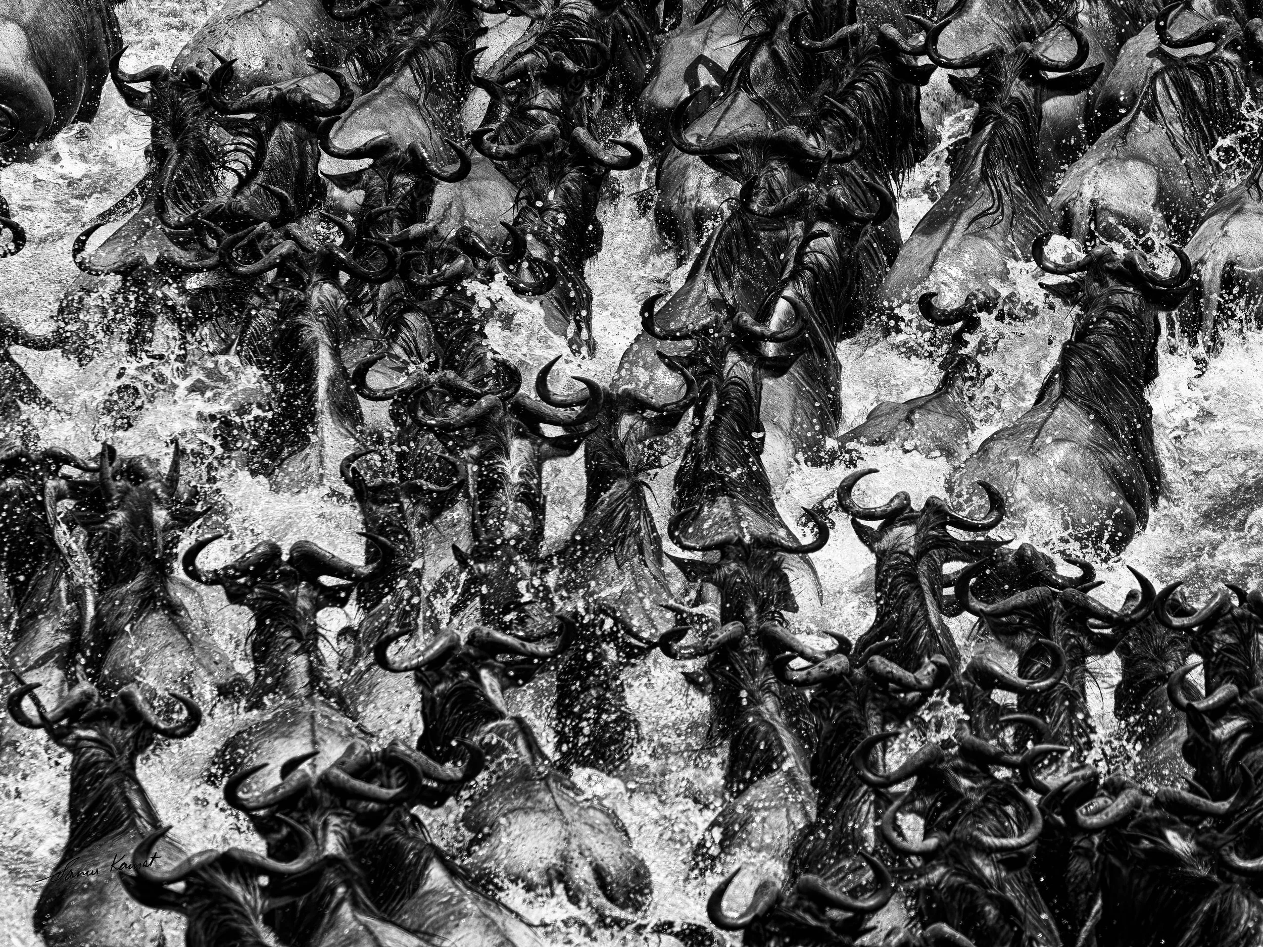  "The Great Crossing". 
2nd Place Winner (Professional Abstract Category) at the Monochrome Photography Awards. A breathtaking, high-contrast perspective on the dramatic Great Migration across the Mara River.