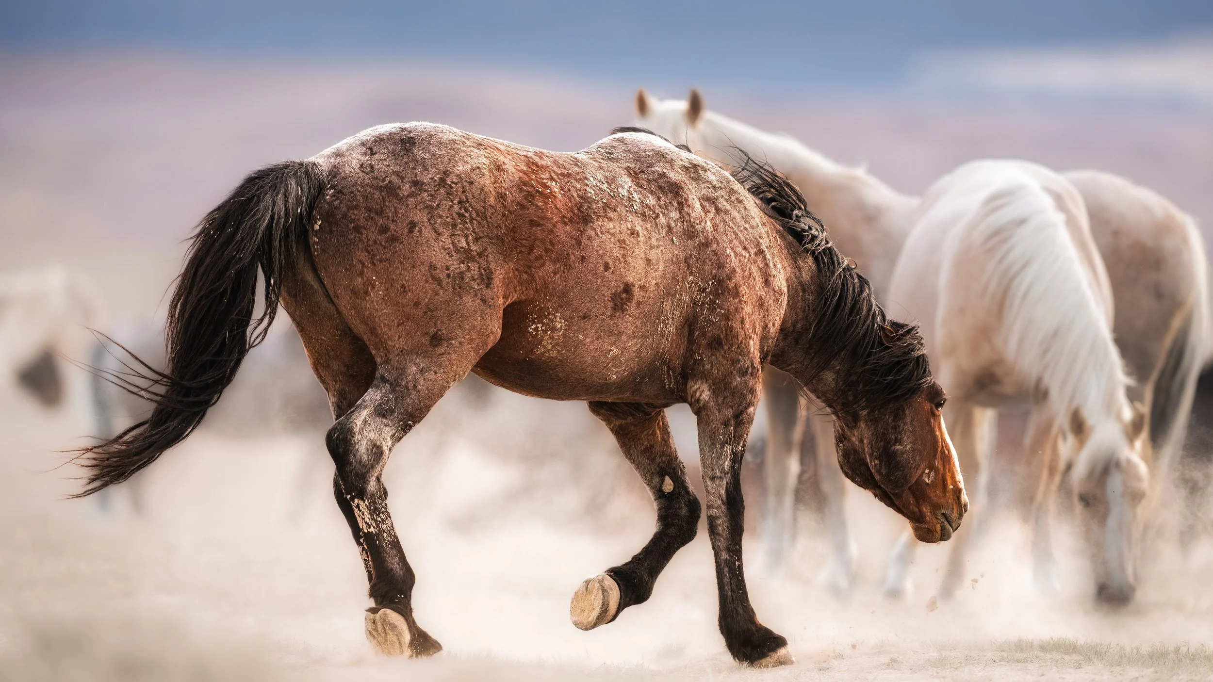 Brown horse with dark mane and tail walking on dusty ground, with white horses in the background.