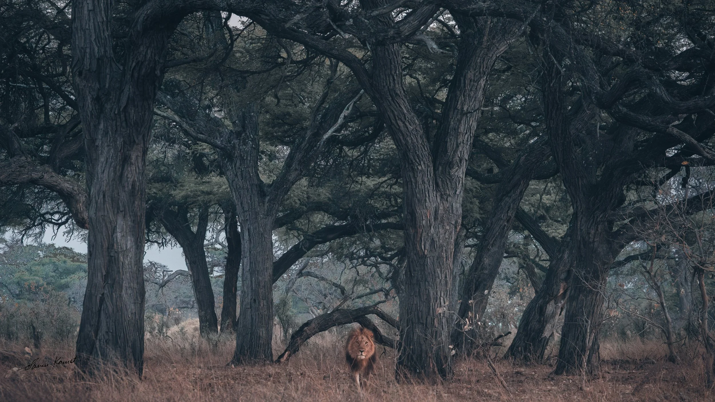 A lion lying on the ground beneath large, dark, twisted trees in a natural landscape.
