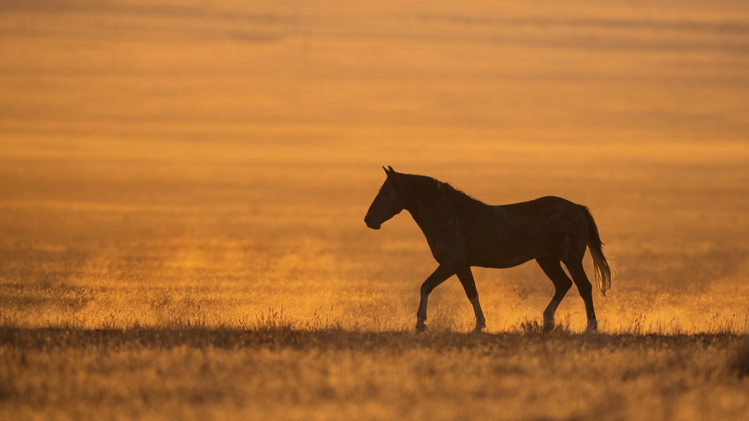 A dark horse walking on grassy land during sunset with a golden sky in the background.
