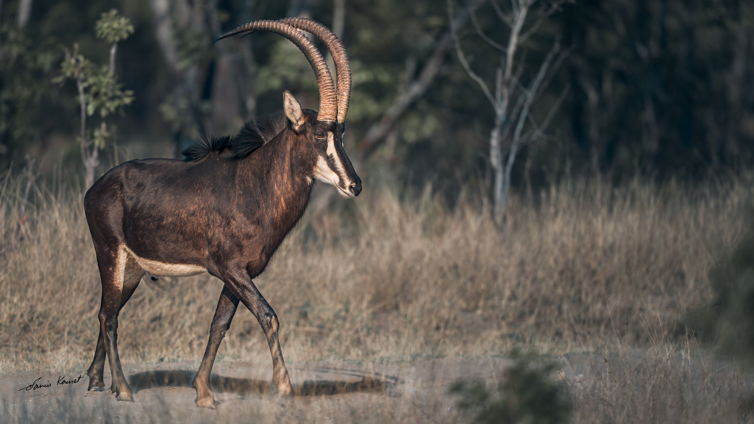 A black and brown antelope with long, curved horns walking in a grassy, wooded area.