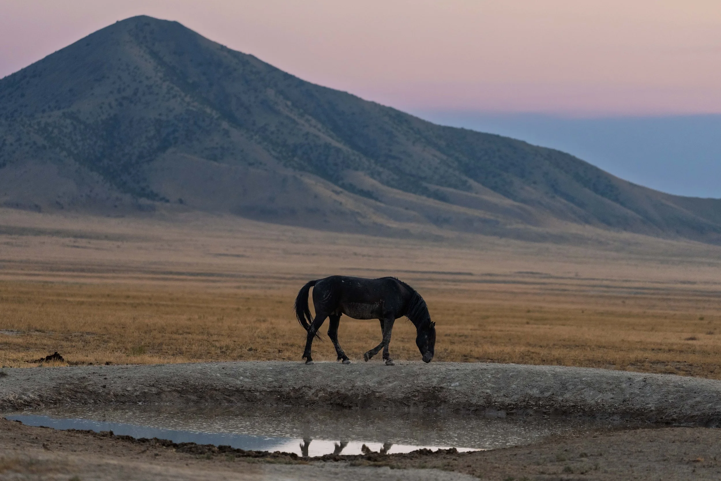 A black horse grazing in a peaceful, open landscape with mountains in the background during dusk or dawn.