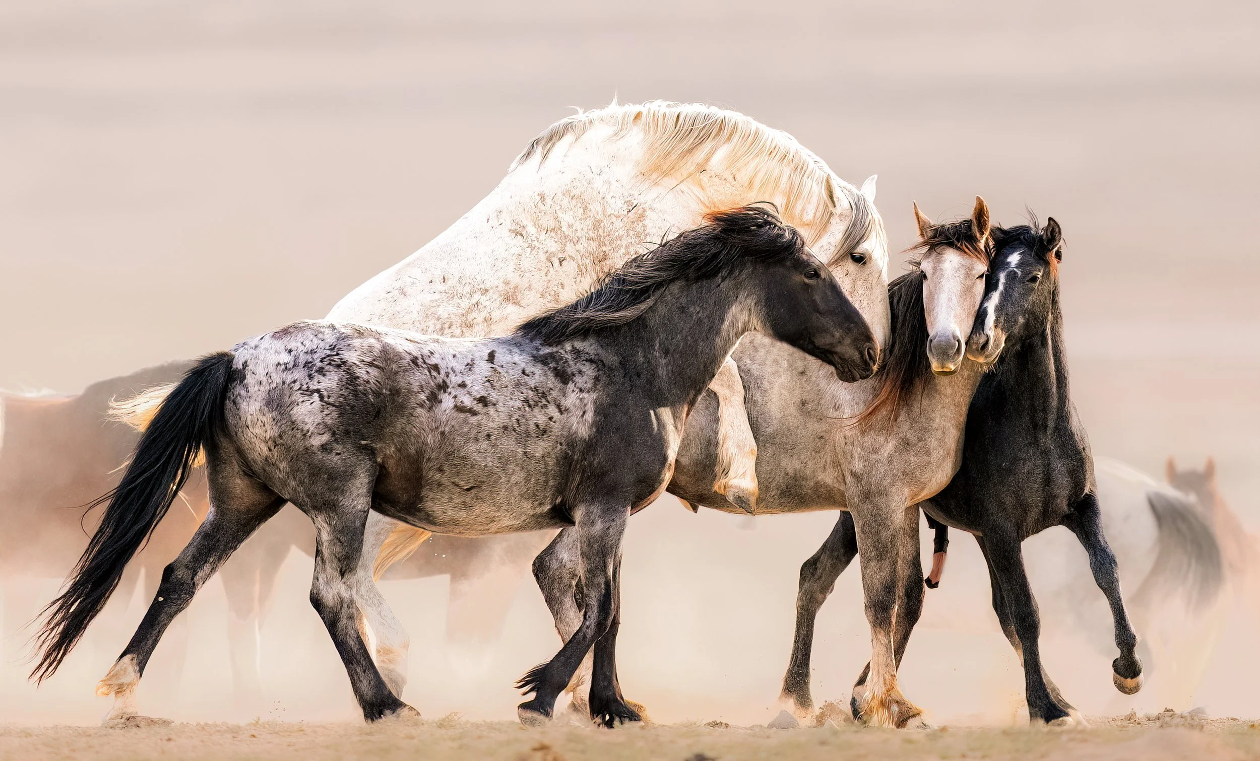 Four horses of different colors and markings walking together in a field with a light, overcast sky.