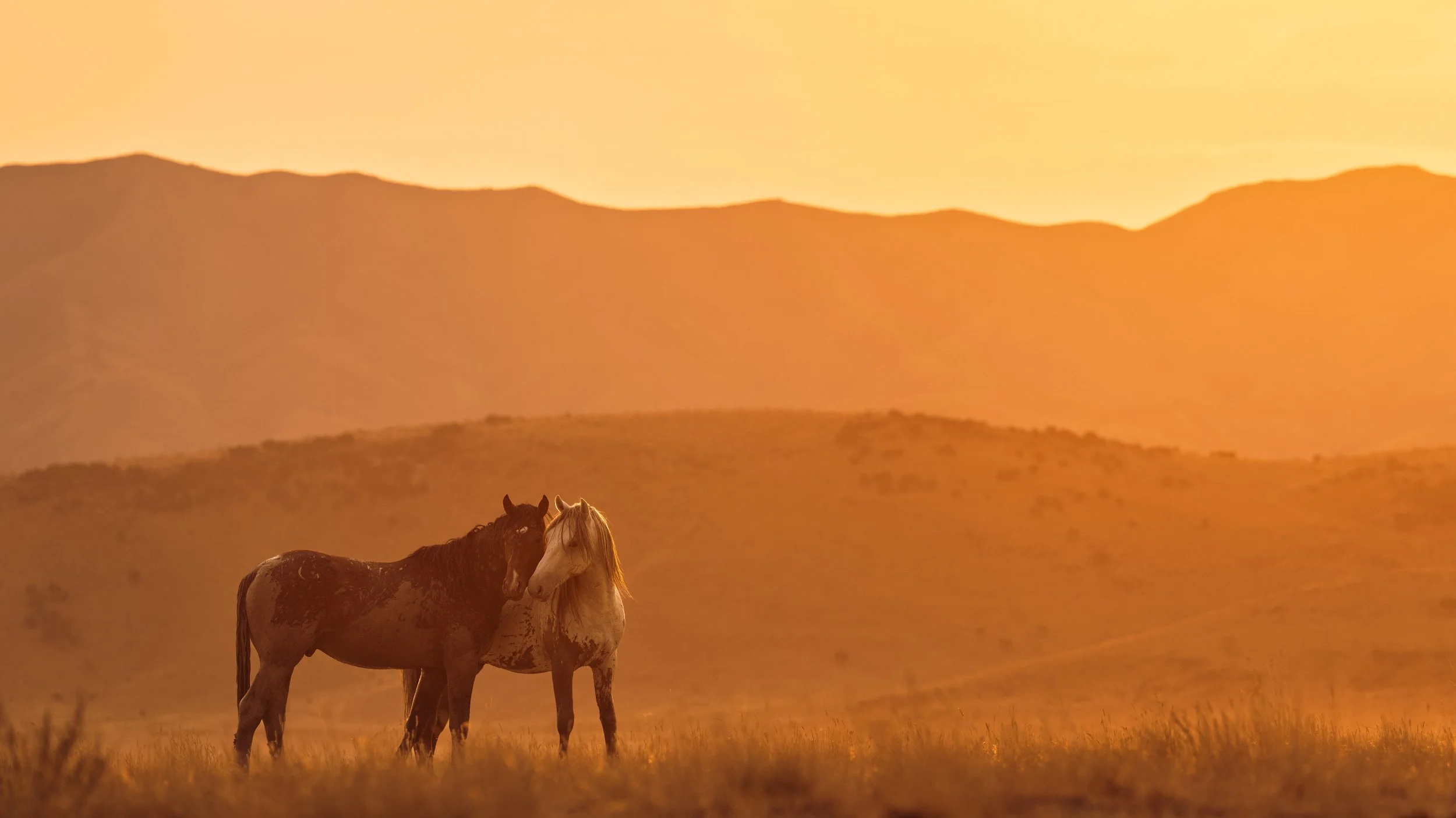 Two horses standing close together in a desert landscape at sunset, with rolling hills and a warm golden sky in the background.