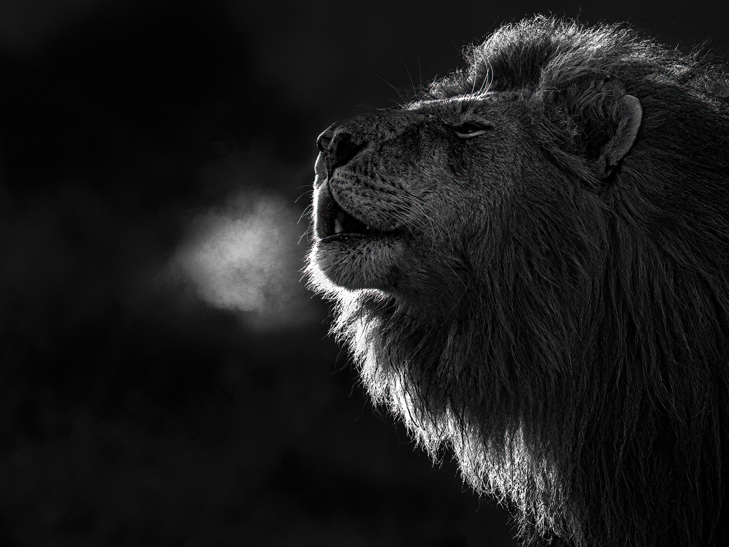 Close-up of a black lion's face in profile, with detailed fur and a dark background.