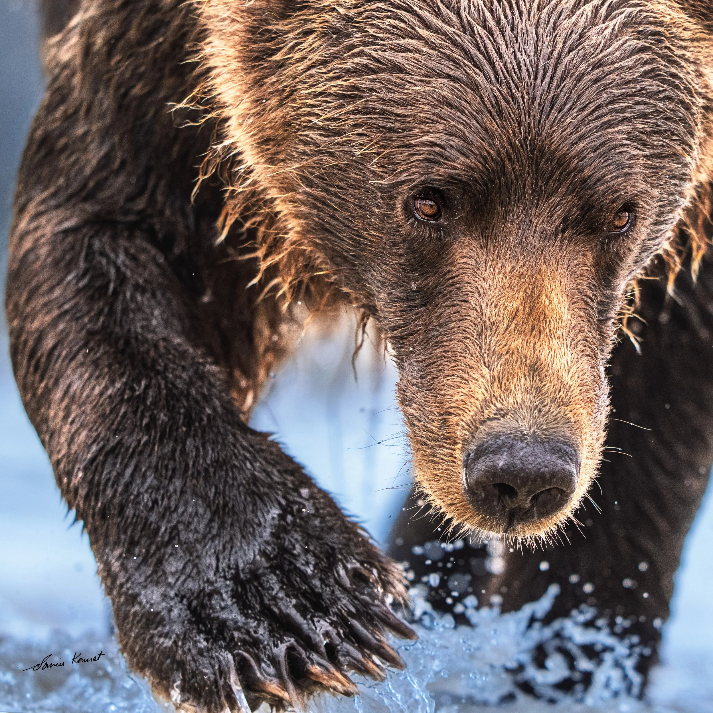 The Striking Step
An intimate, face-to-face look at a wet coastal brown bear advancing through the tidal flats of Chinitna Bay in The Striking Step, with its massive, clawed paw crashing into the splashing water. This powerful, close-up encounter ear