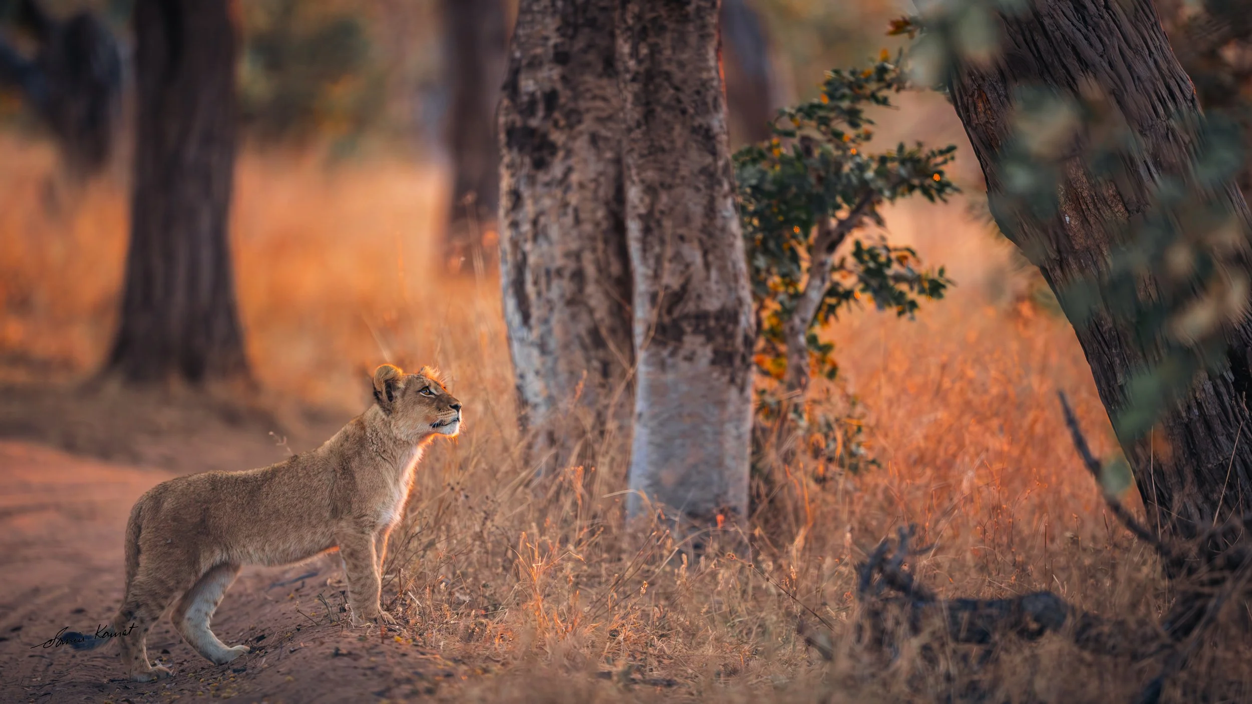 A lioness walking through a forested area with tall trees and warm evening light, looking alert and focused.