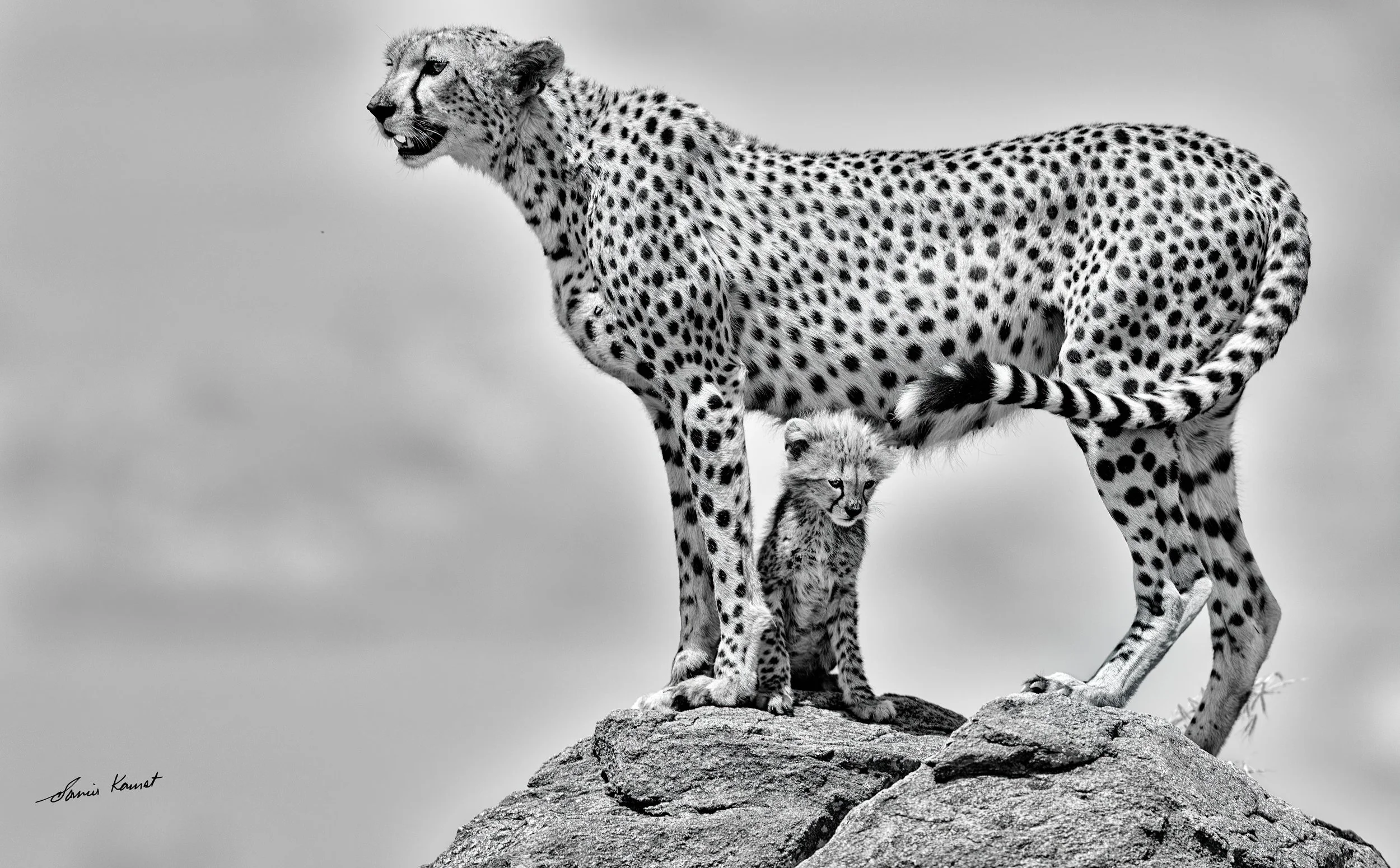 Sentinels of the Savanna
A cheetah mother stands atop a rock outcrop scanning the horizon as her tiny cub shelters between her legs in Sentinels of the Savanna, captured in a timeless black-and-white composition. This striking wildlife portrait was r
