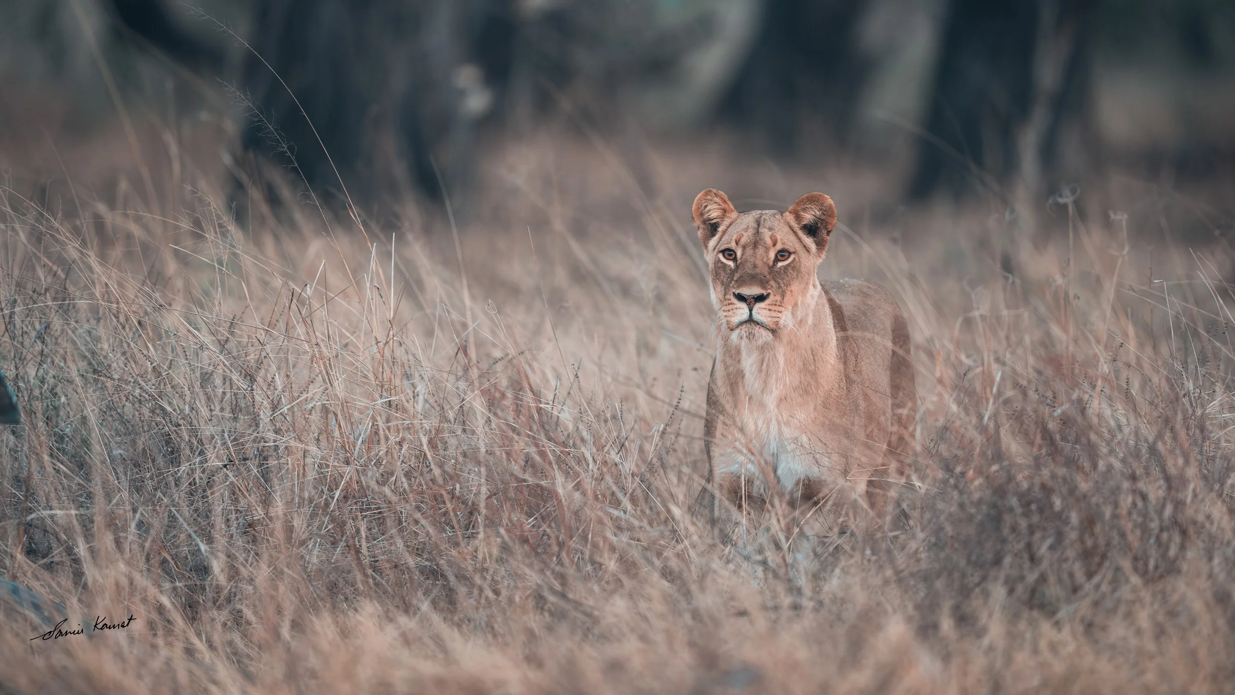 A lioness walking through dry grass in a natural habitat environment.
