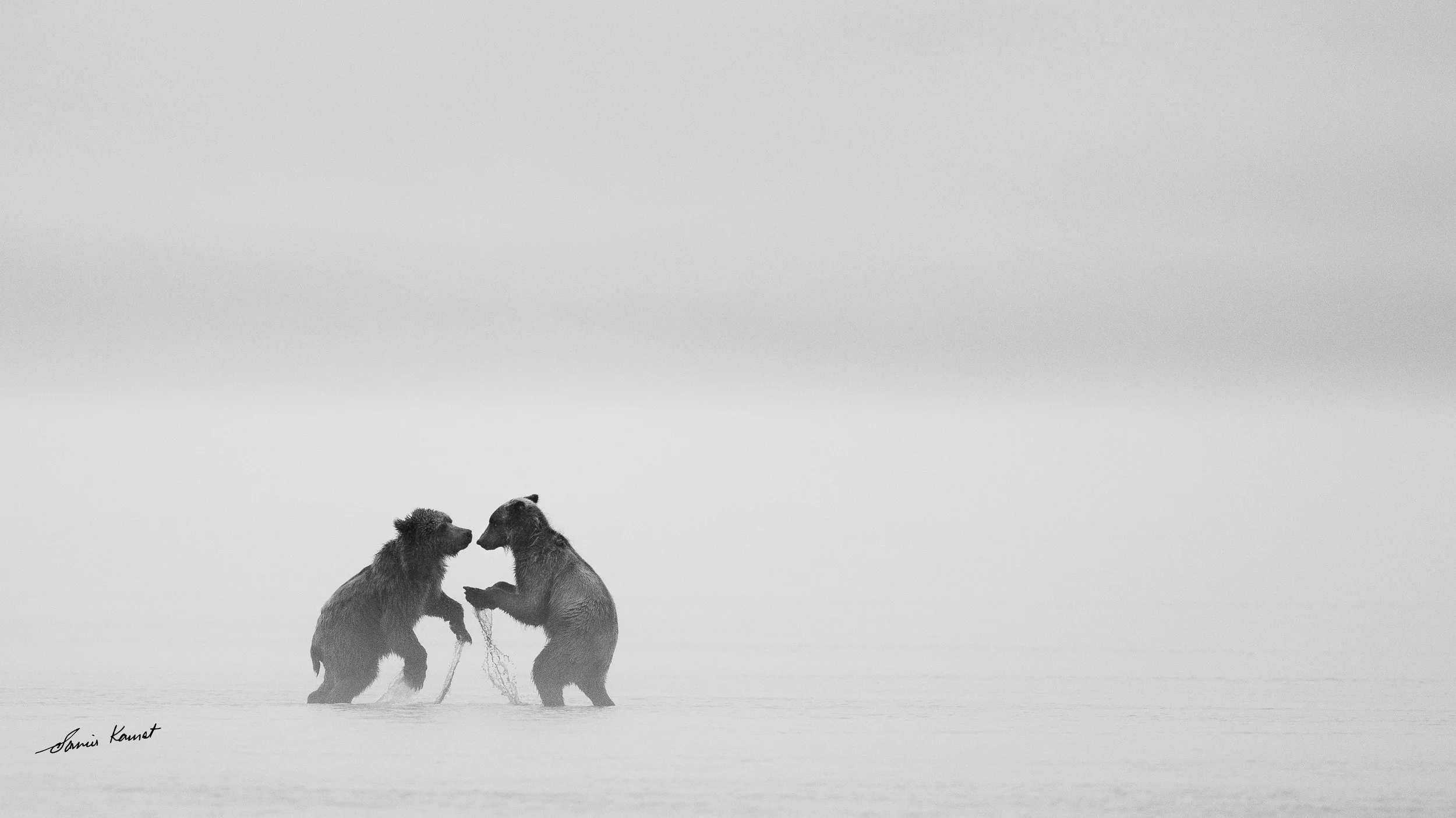 Misty Rivals. 
Two brown bear cubs stand face-to-face in a high-key, mist-filled Alaskan landscape in Misty Rivals, sharing a gentle and intimate moment amid the expanse of Chinitna Bay. This evocative black-and-white scene earned recognition as a To