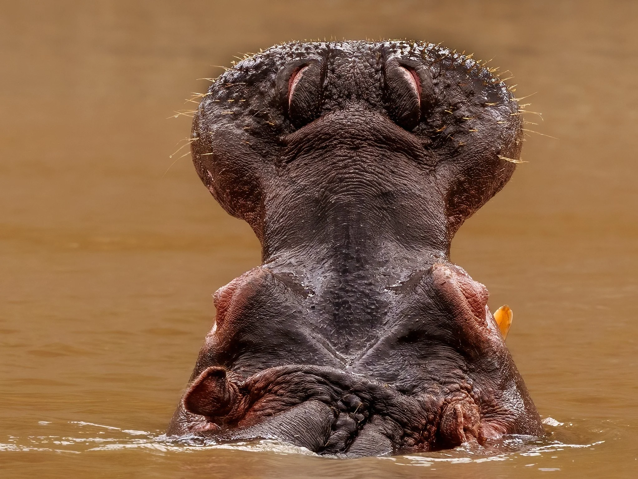 Close-up of a hippopotamus emerging from muddy water, showing its head and upper body.