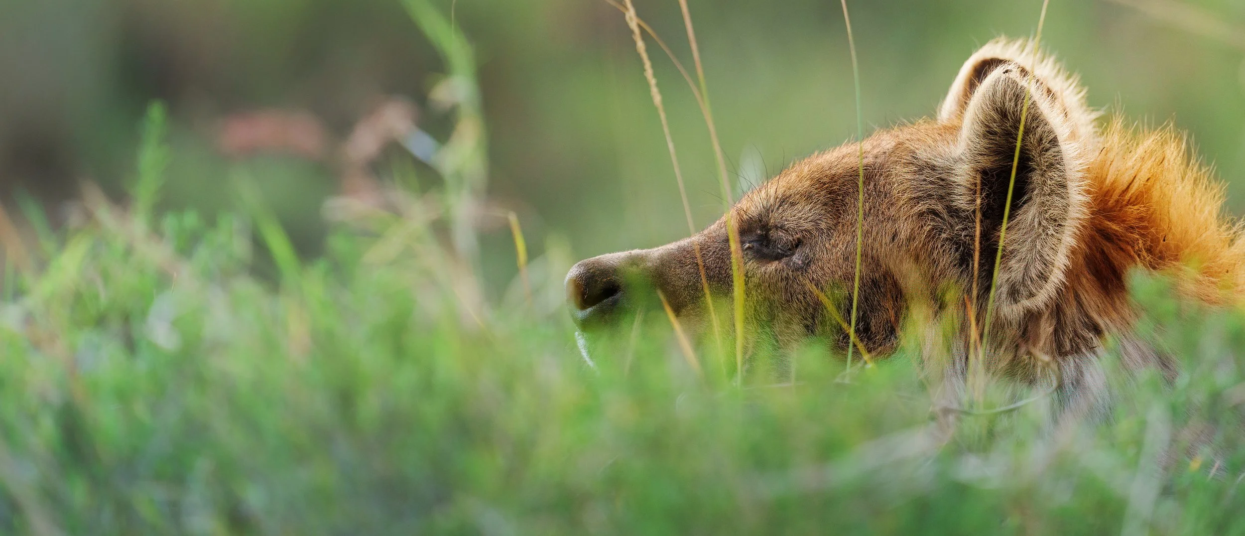 A lion cub lying in the grass with eyes closed, surrounded by green foliage.