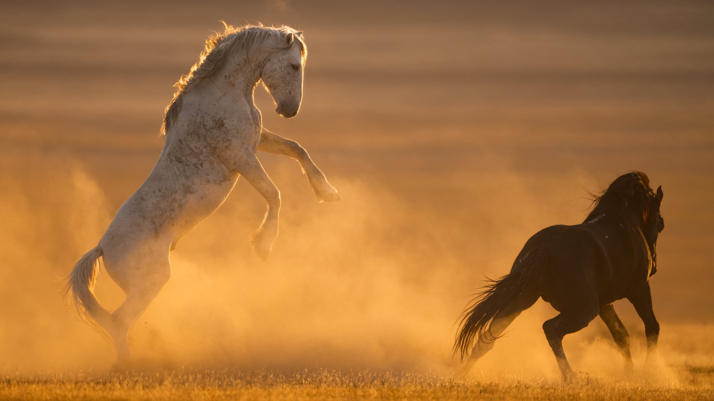 White horse rearing up on its hind legs in a dusty field at sunset, with a dark horse running beside it.