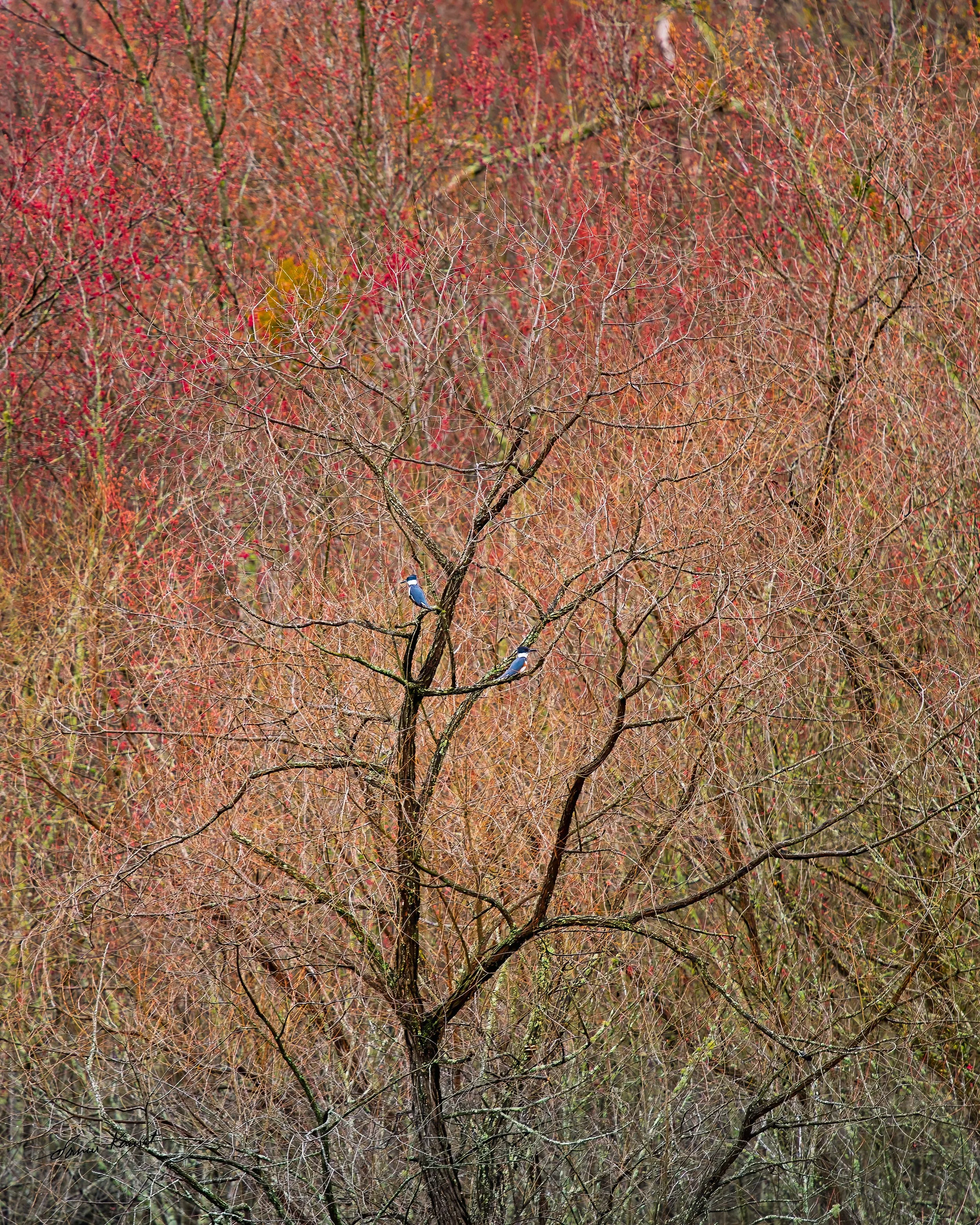 Perched in Palette
A pair of Belted Kingfishers rest amidst a delicate tapestry of vibrant crimson and bare autumnal branches in Perched in Palette. This artistic avian capture earned recognition as a Finalist in the 2025 Nature's Best Backyard Photo