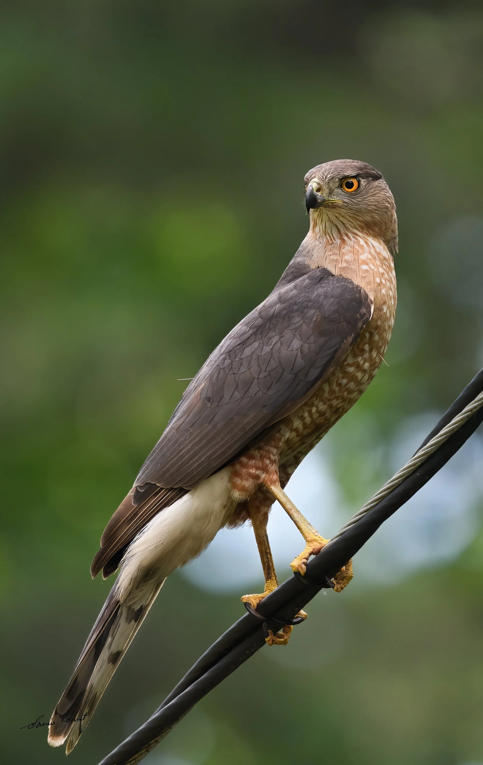 Backyard Sentinel
Perched attentively on an overhead line against a soft green foliage background, a Cooper's Hawk surveys its surroundings in Backyard Sentinel. Captured right outside the door, this sharp raptor portrait earned honors in the 2025 Na