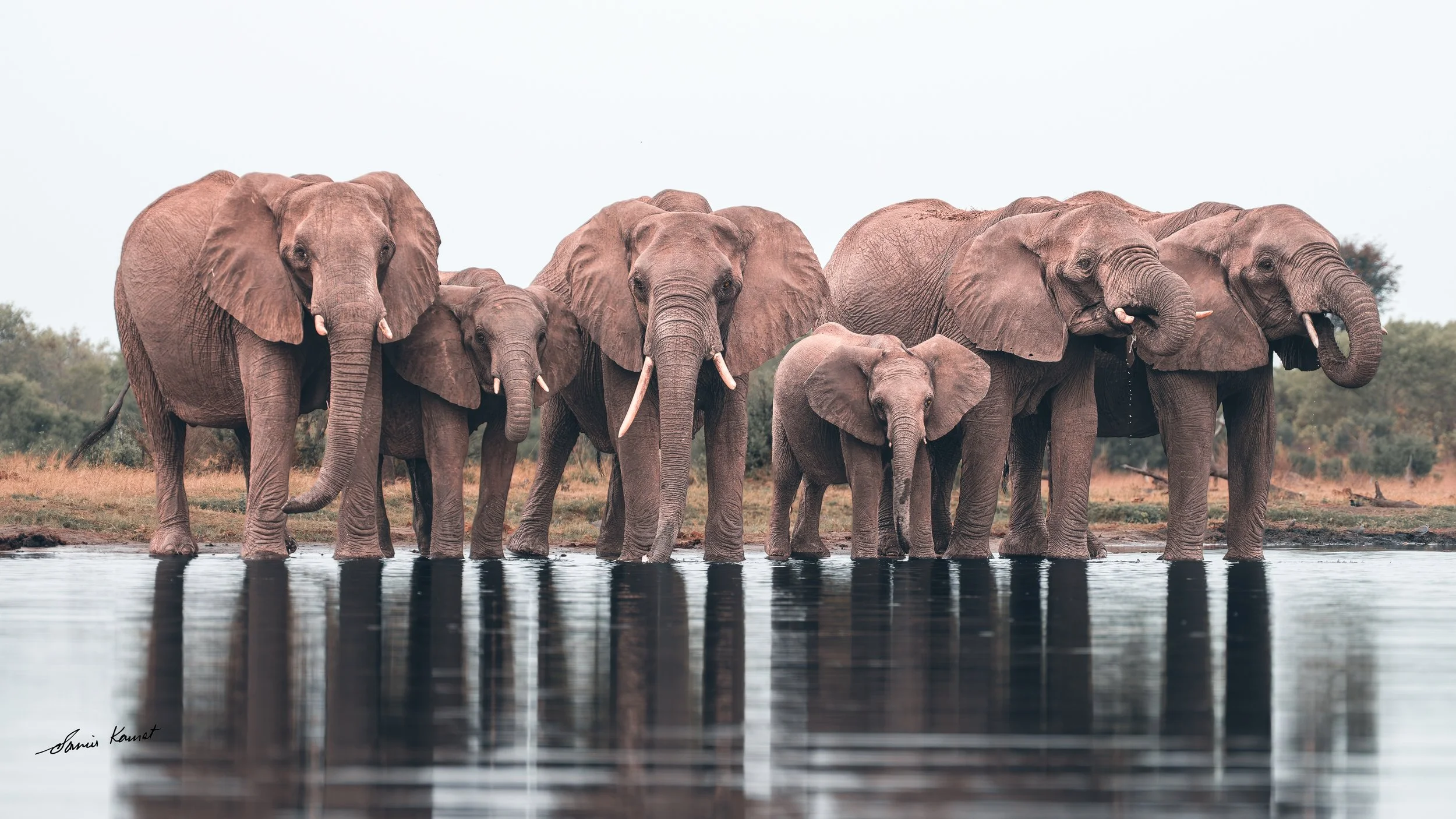 A group of elephants standing in water at a riverbank, with a natural landscape background.